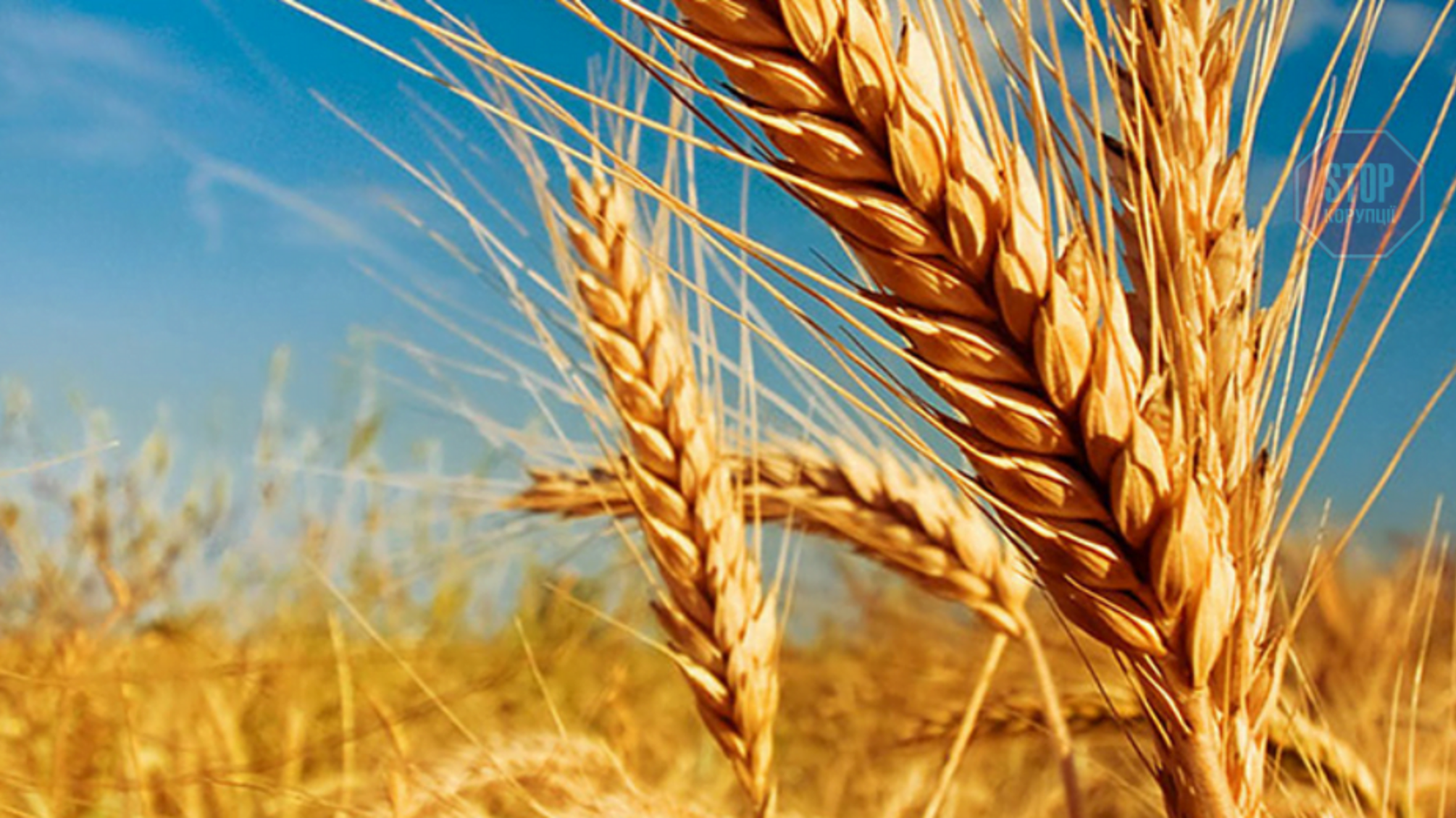 Україна стала другою у світі за обсягами експорту зернових культур