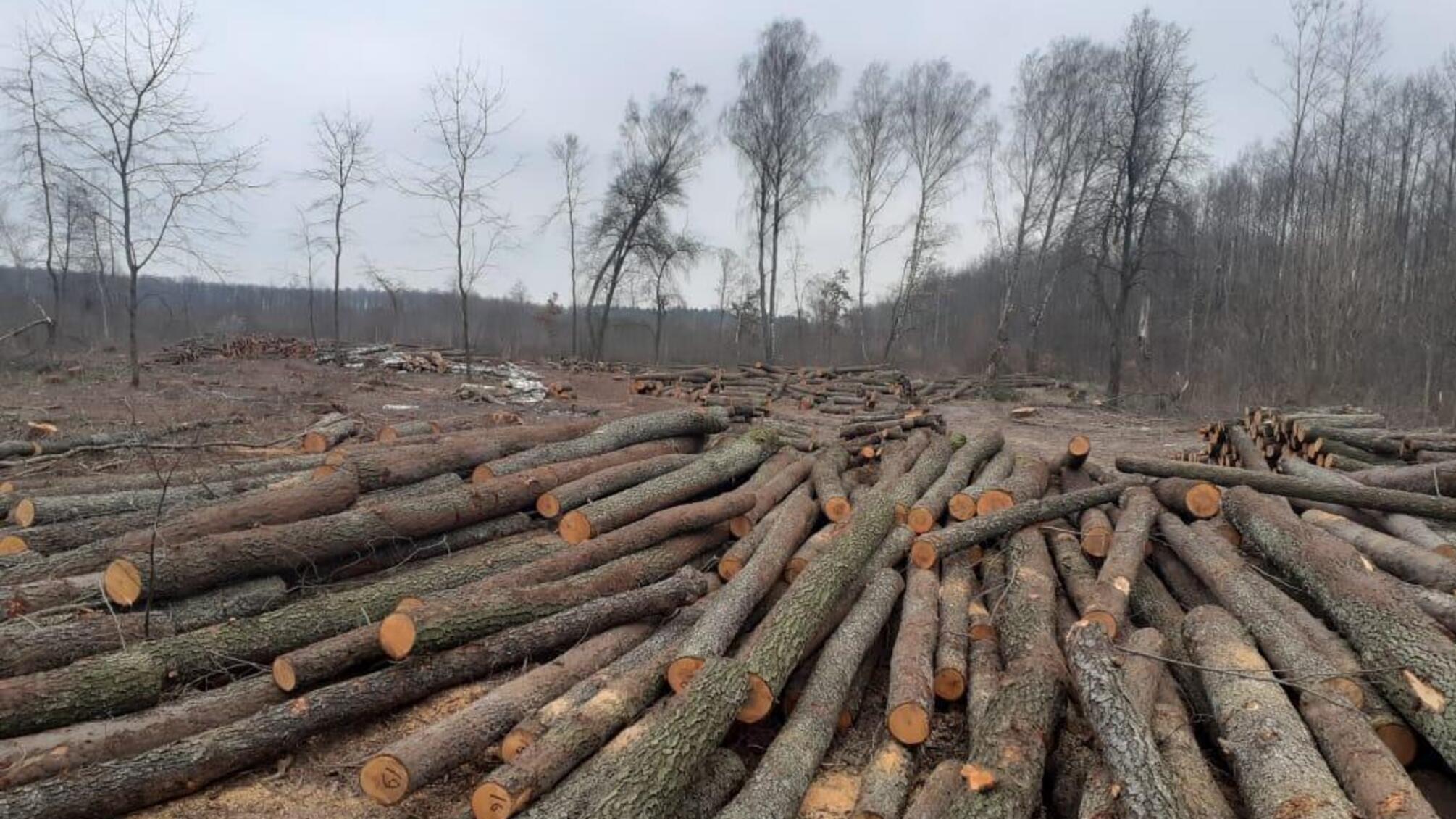 Волинські слідчі поліції повідомили про підозру підприємцеві щодо незаконної порубки лісу в Національному природньому парку «Цуманська пуща»