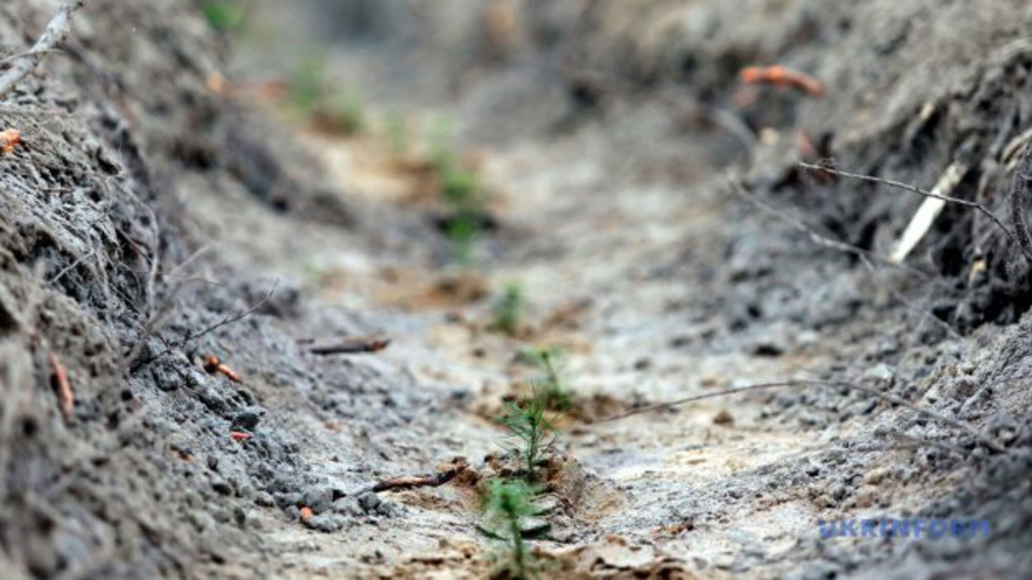 У РНБО розглянули питання збереження та відтворення лісів