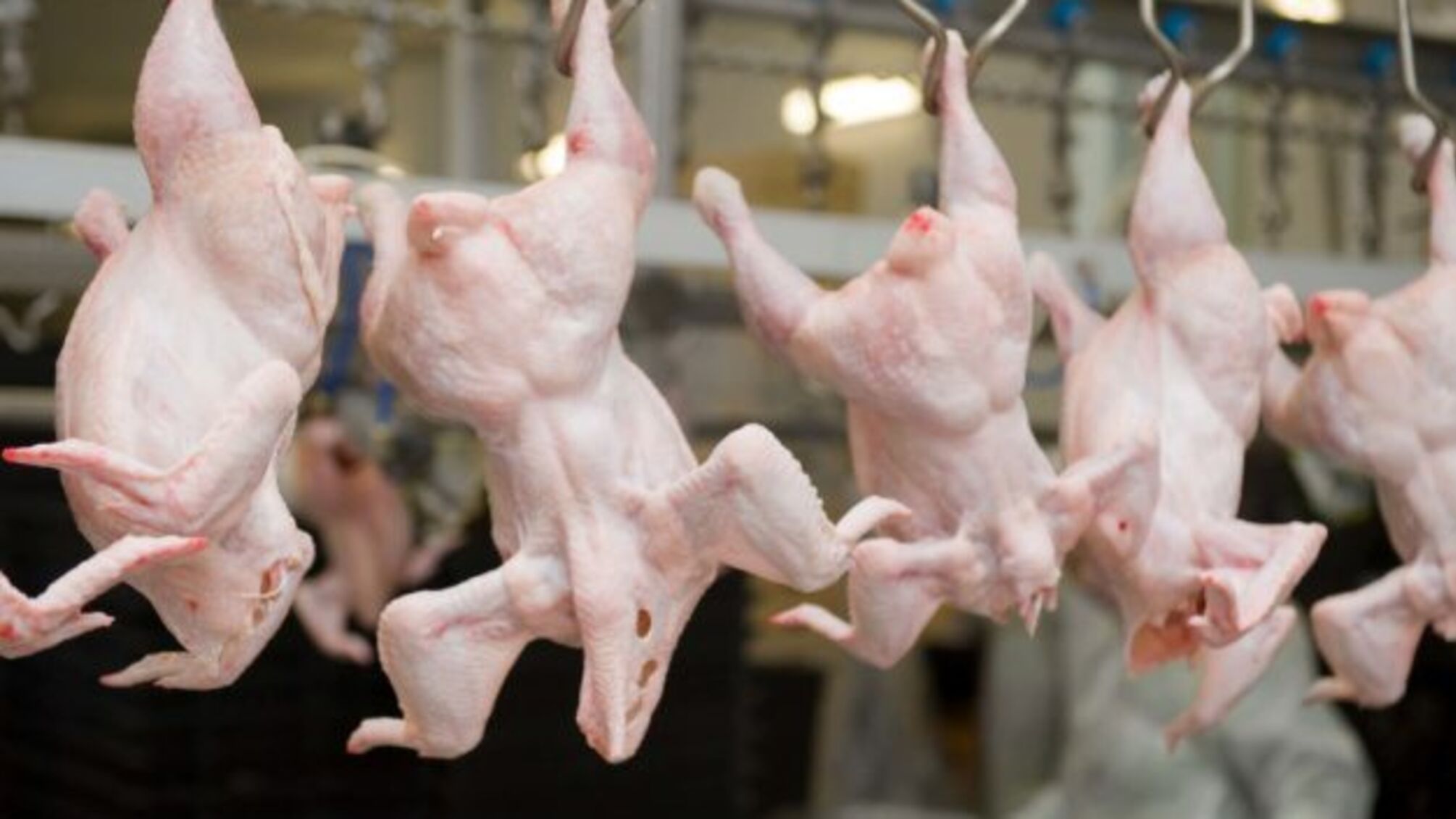 Україна експортуватиме м’ясо птиці до Йорданії