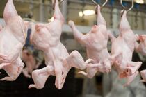 Україна експортуватиме м’ясо птиці до Йорданії