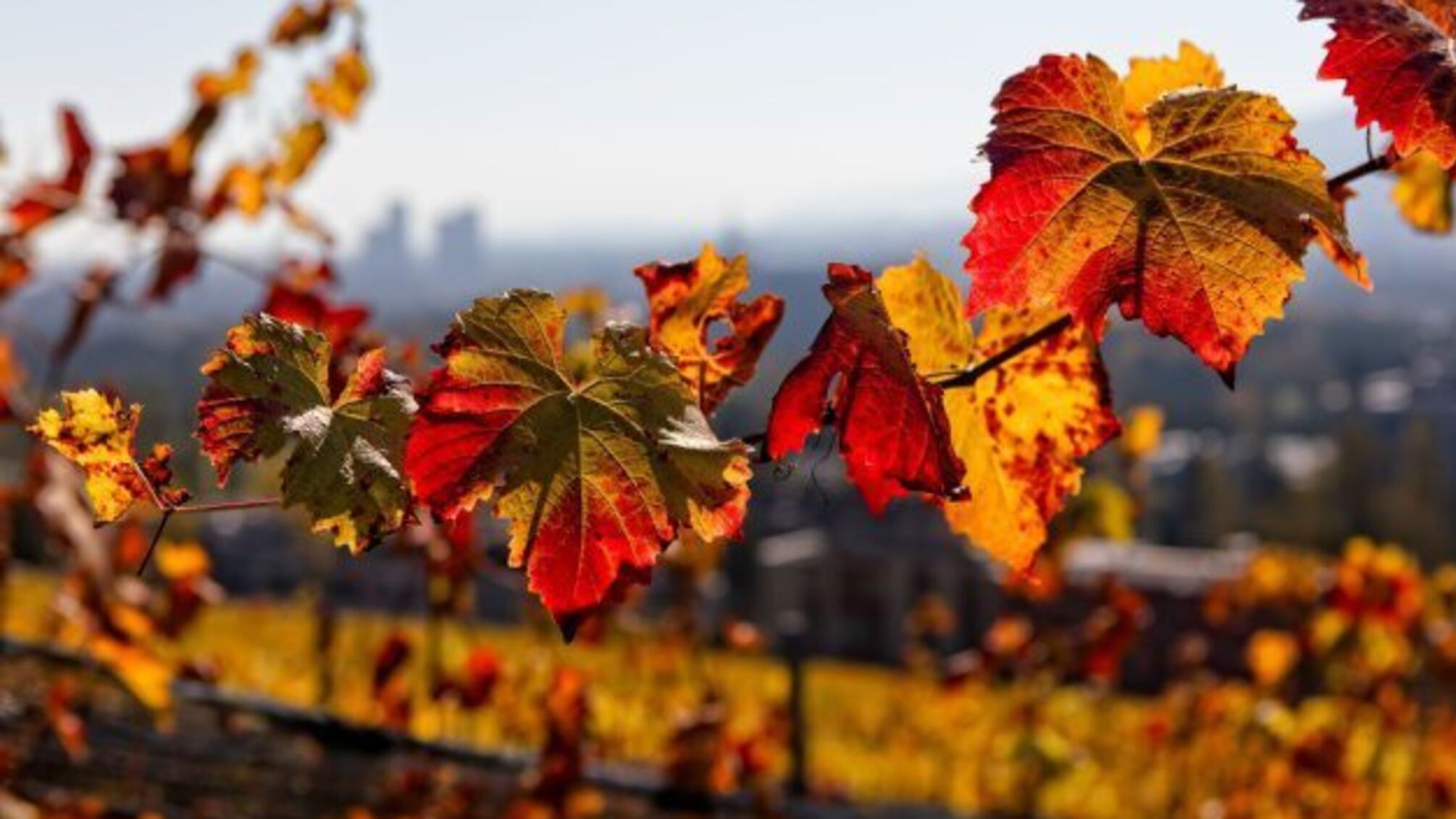 Тиждень в Україні почнеться без опадів, вдень до +22°