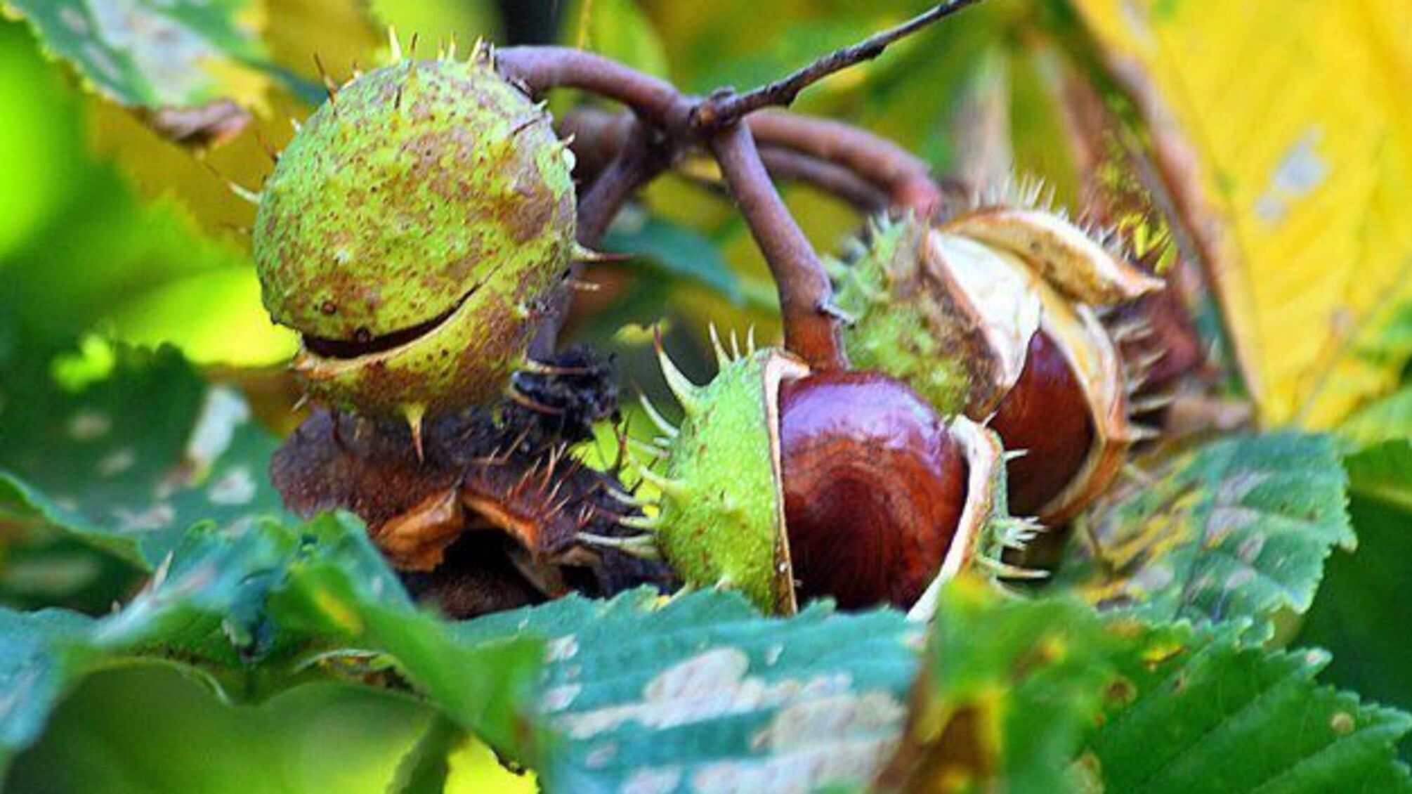 5 жовтня: народний календар і астровісник
