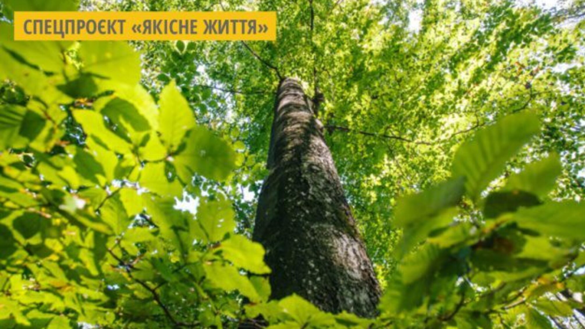 Львів’яни висадили поблизу Сєвєродонецька «Луганський гай»