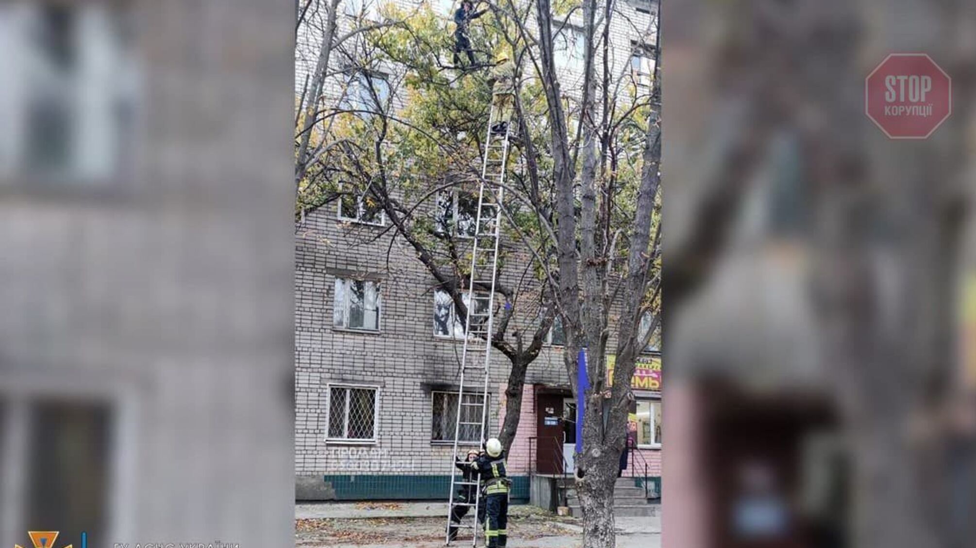 На Дніпропетровщині рятувальники спустили з дерева вагітну жінку