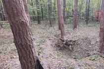 В Черновицкой области мужчина погиб при взрыве снаряда в лесу