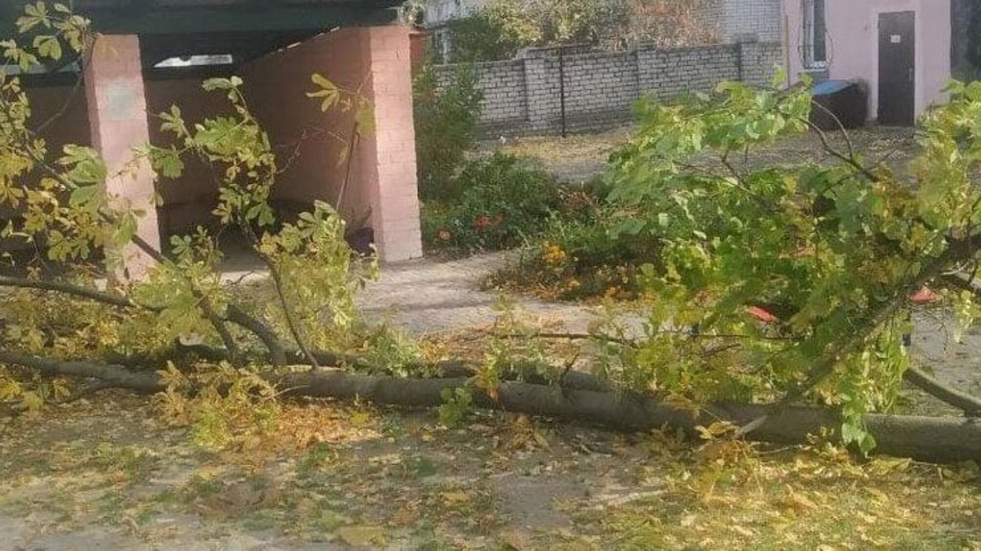 В Полтавкой области умерла девочка, на которую упало дерево в детском саду