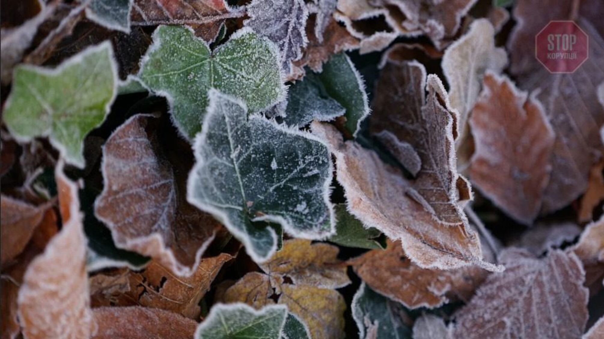 Прогноз погоды на выходные 13–14 ноября: ясные дни и морозные ночи