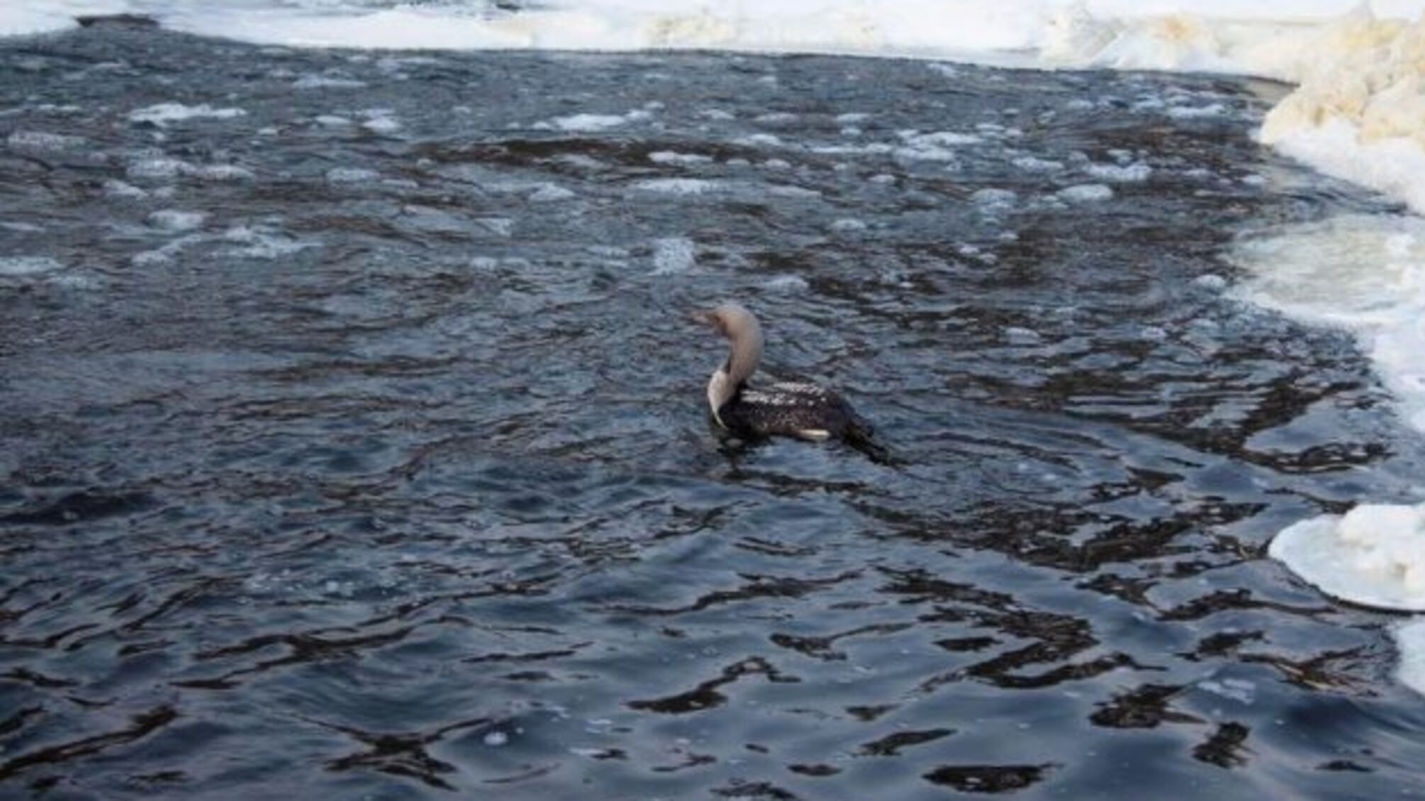 На Житомирщині врятували рідкісного птаха, що гніздиться на Алясці