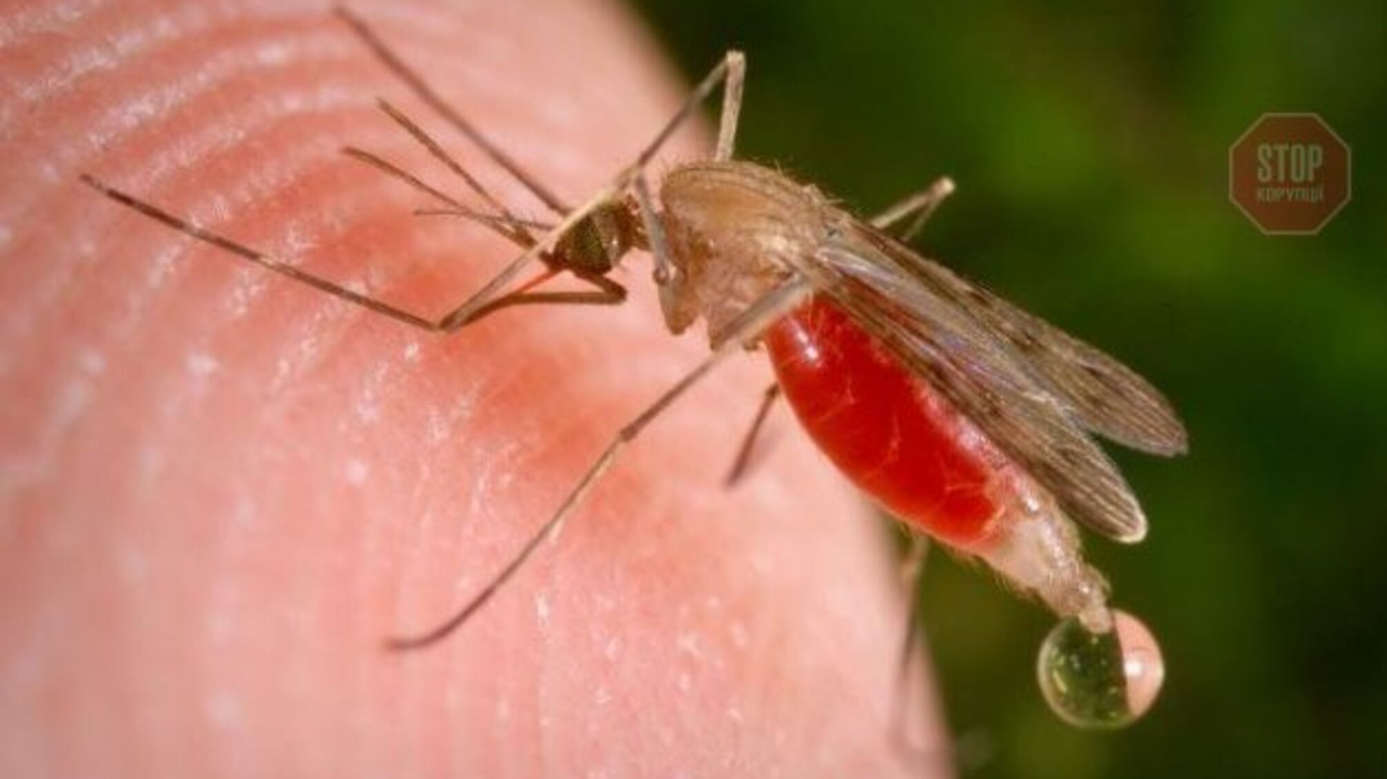 ВОЗ: Смертность от малярии серьезно возросла в мире из-за пандемии COVID-19