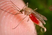 ВООЗ: у світі серйозно зросла смертність від малярії через пандемію COVID-19