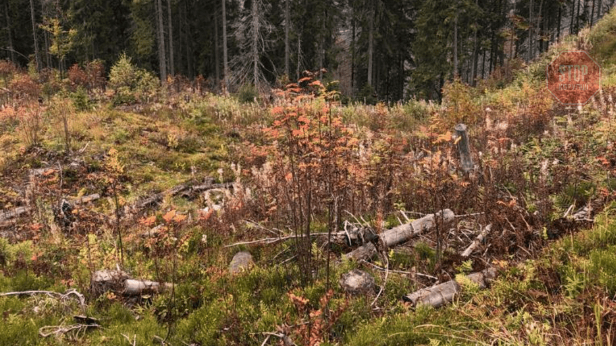 На Закарпатті працівник Держлісохорони незаконно вирубав лісу на понад 5 мільйонів гривень 