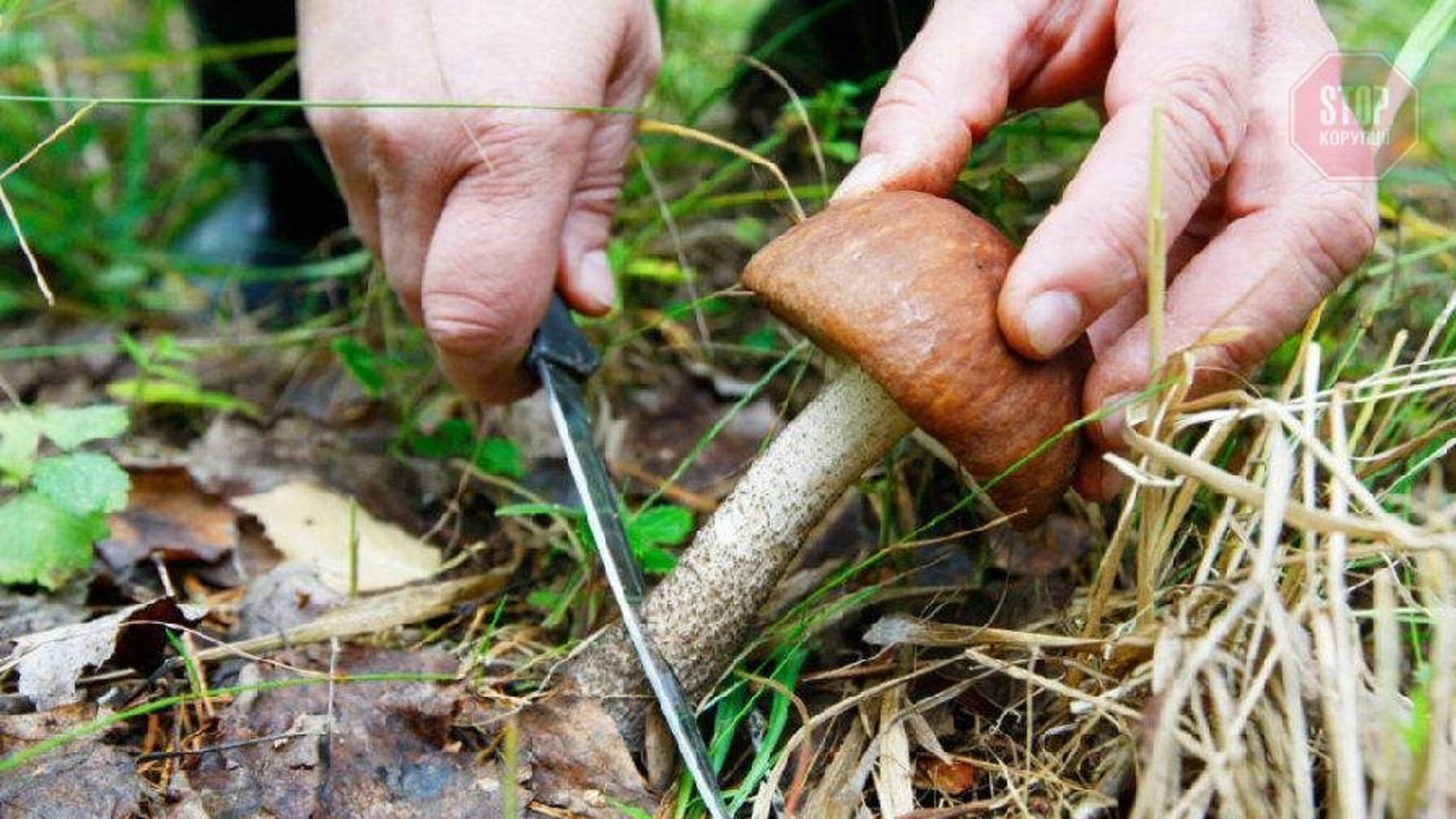 Кабмин решил штрафовать украинцев, которые собирают ягоды и грибы в лесу