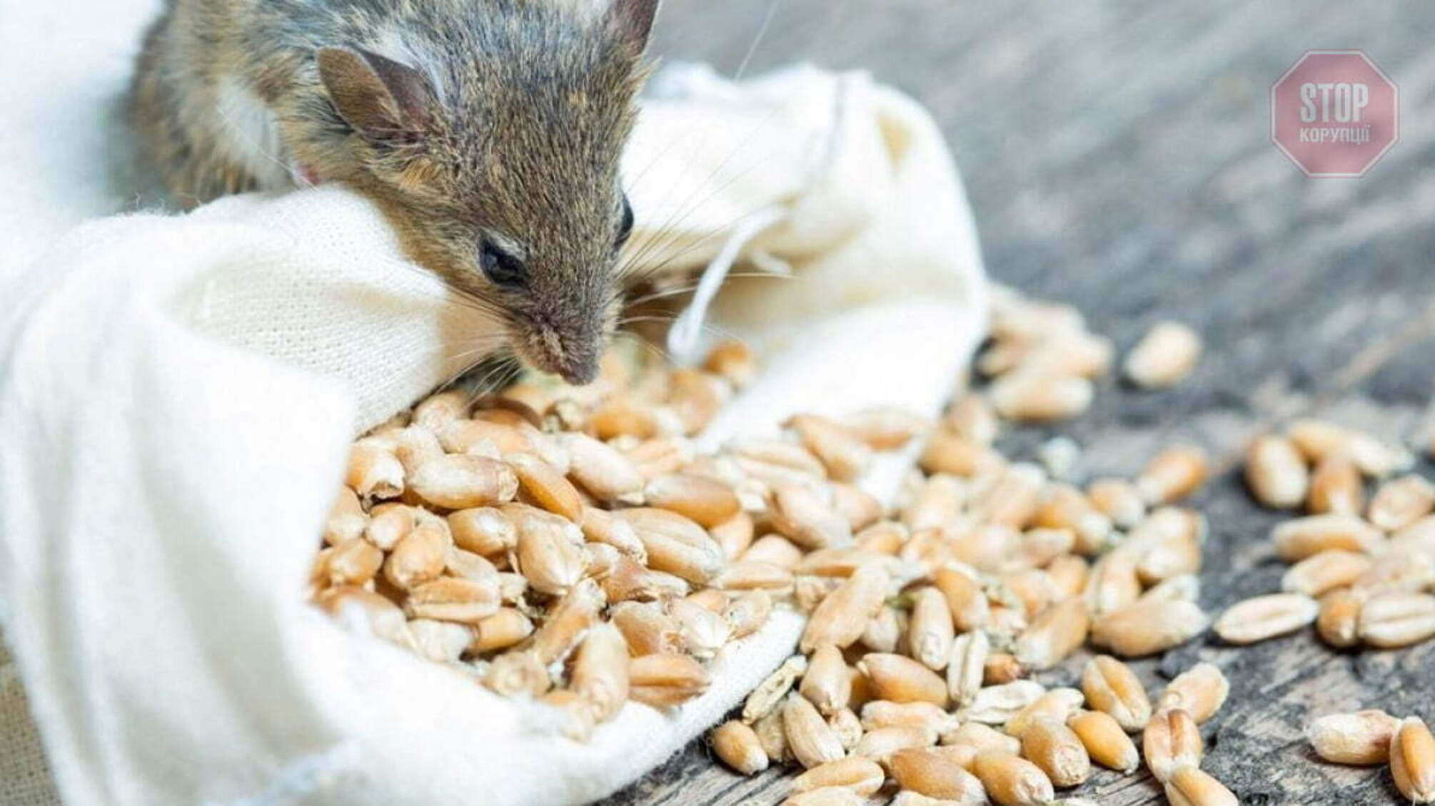 На Київщині незаконно приватизували державний завод: до схеми може бути причетний Фонд держмайна