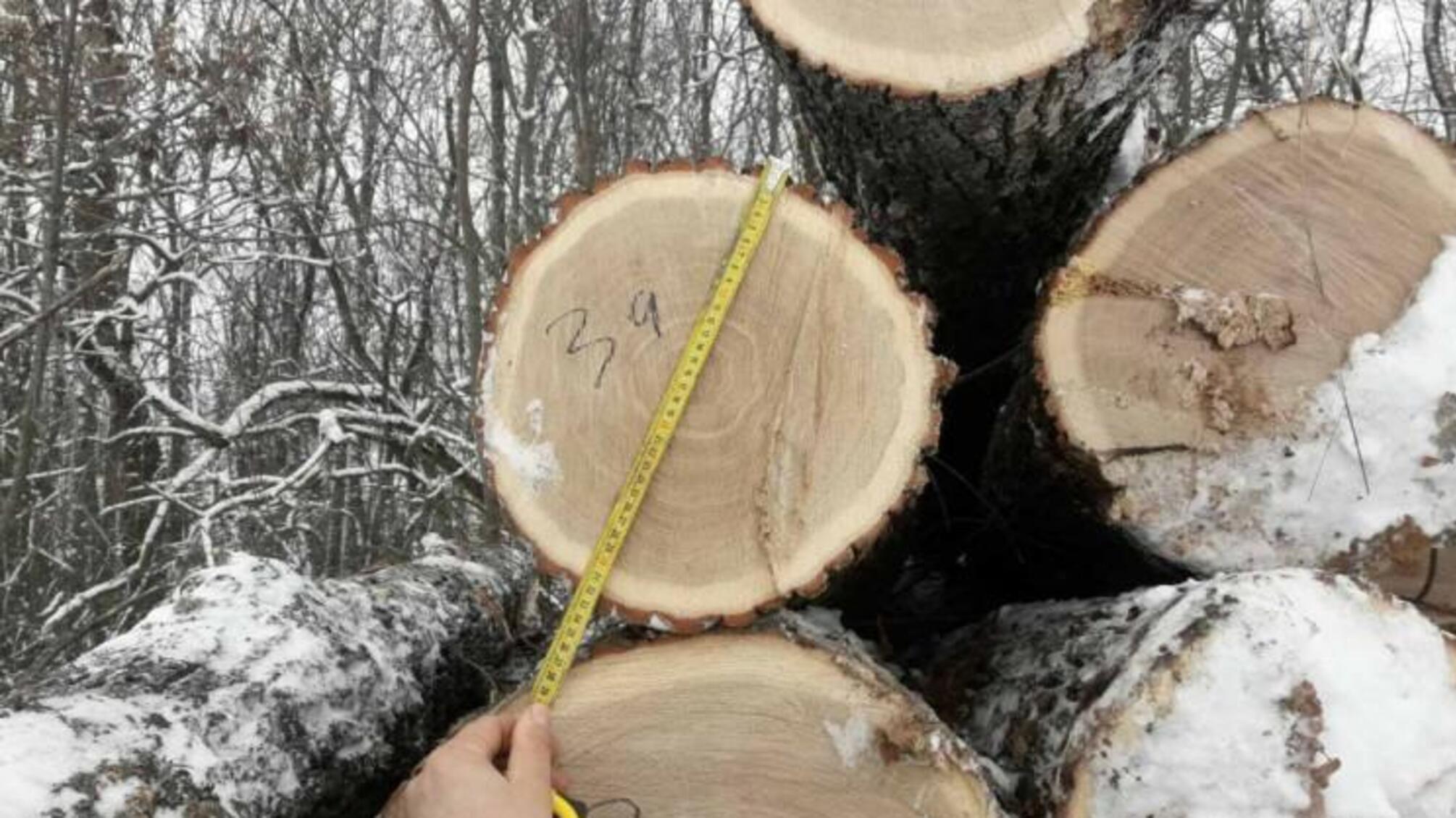 Правоохоронці повідомили трьом жителям Харківщини про підозру в незаконній порубці дерев на майже 800 тисяч гривень