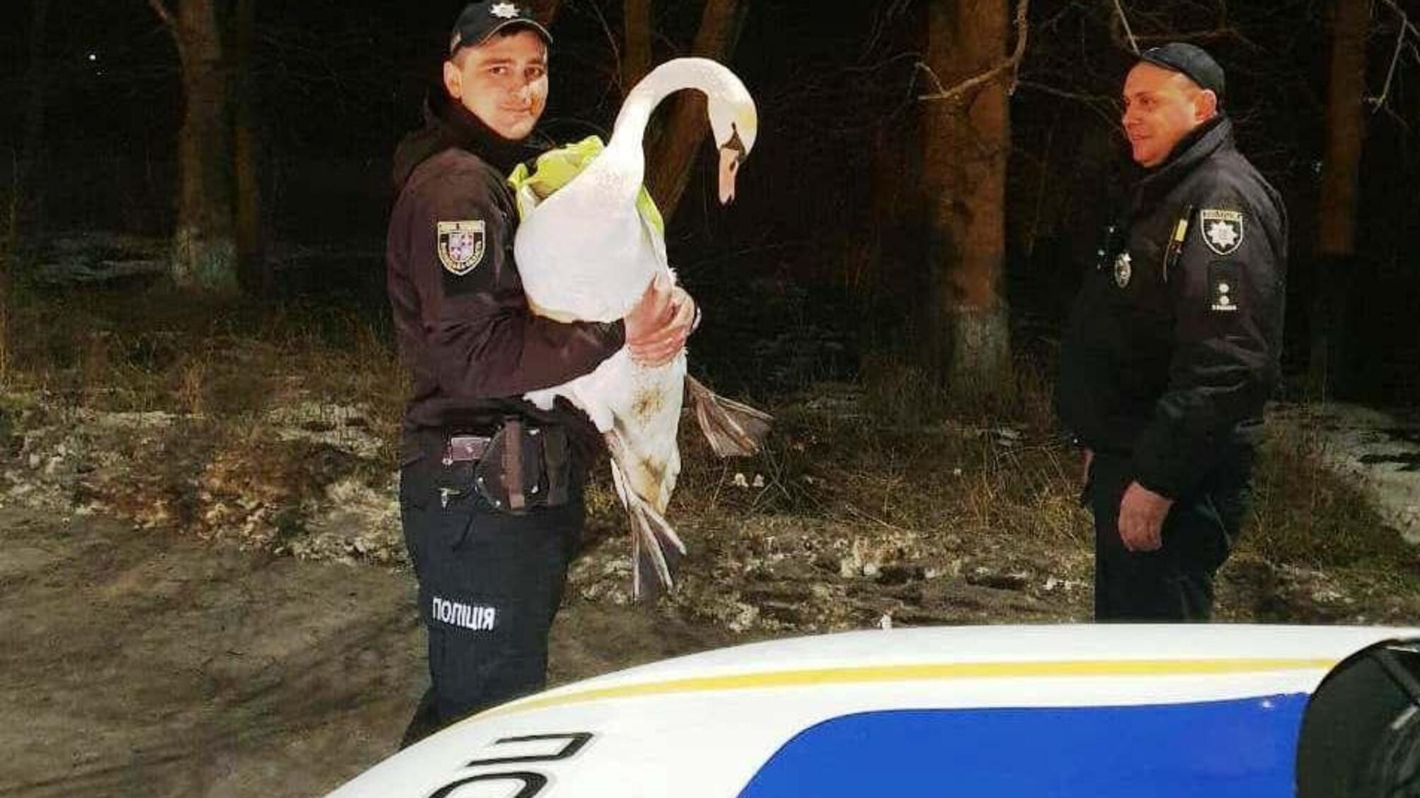 На Вінниччині поліцейські знайшли притулок знесиленому лебедю