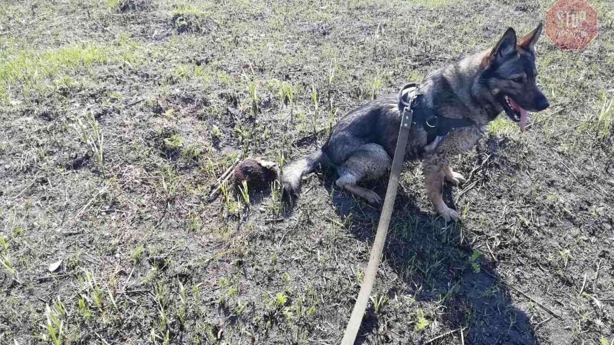 Новини Дніпра: службова вівчарка розкрила безжальне вбивство жінки (фото)