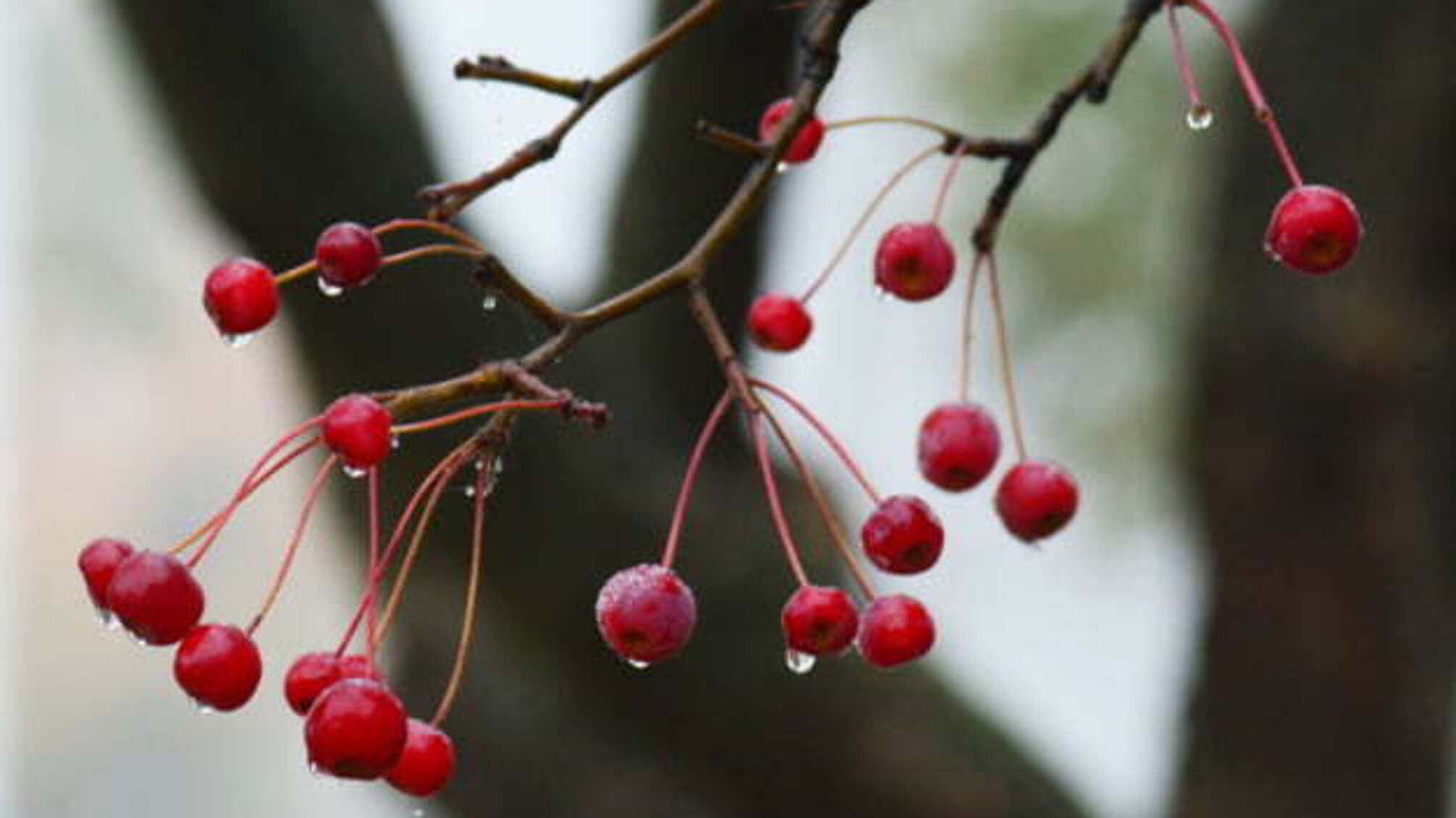 Температурні гойдалки: в Україні обіцяють від 15° морозу до 12° тепла