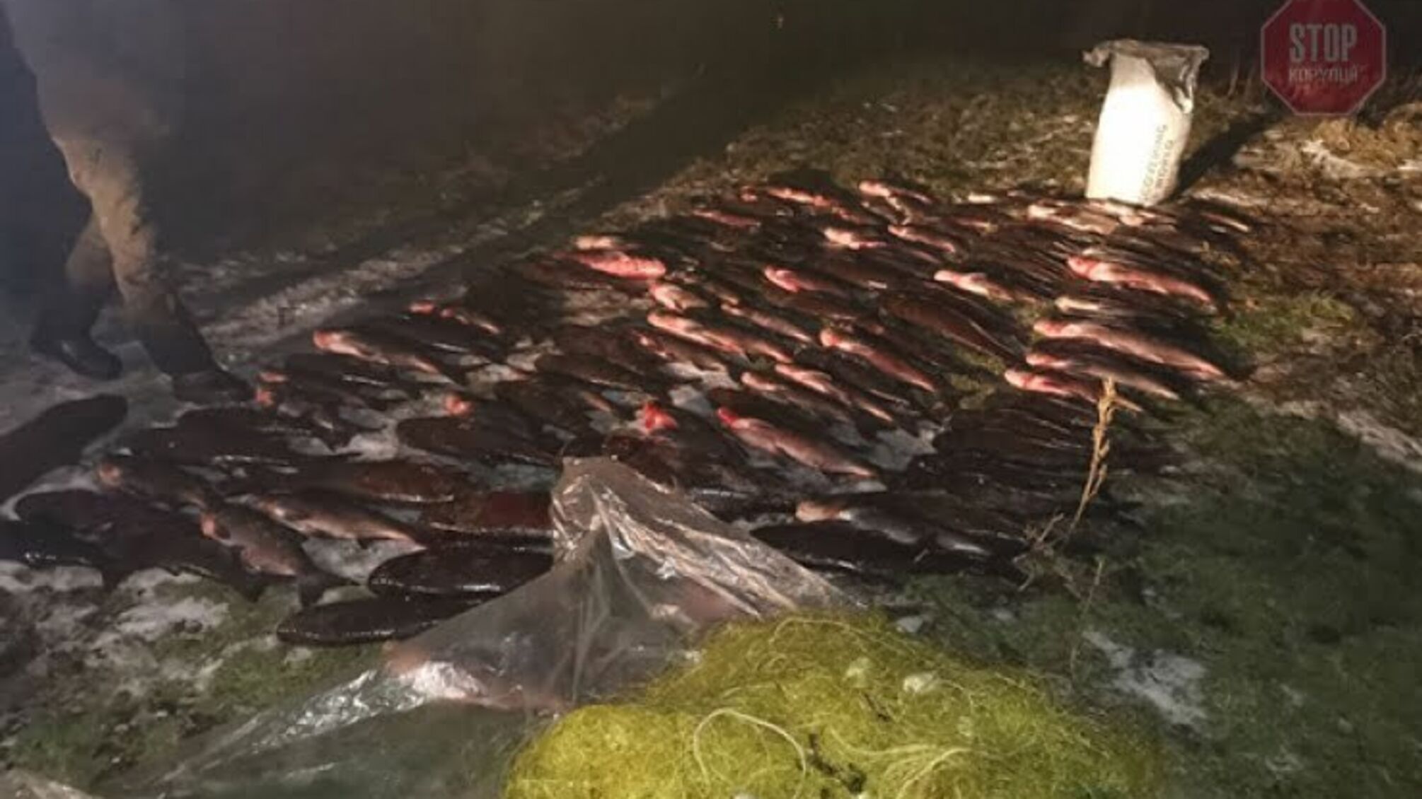 Новини Запоріжжя: під містом зловили браконьєра-рибака з 350 кілограмами риби (фото)