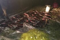 Новости Запорожья: под городом поймали браконьера-рыбака с 350 килограммами рыбы (фото)
