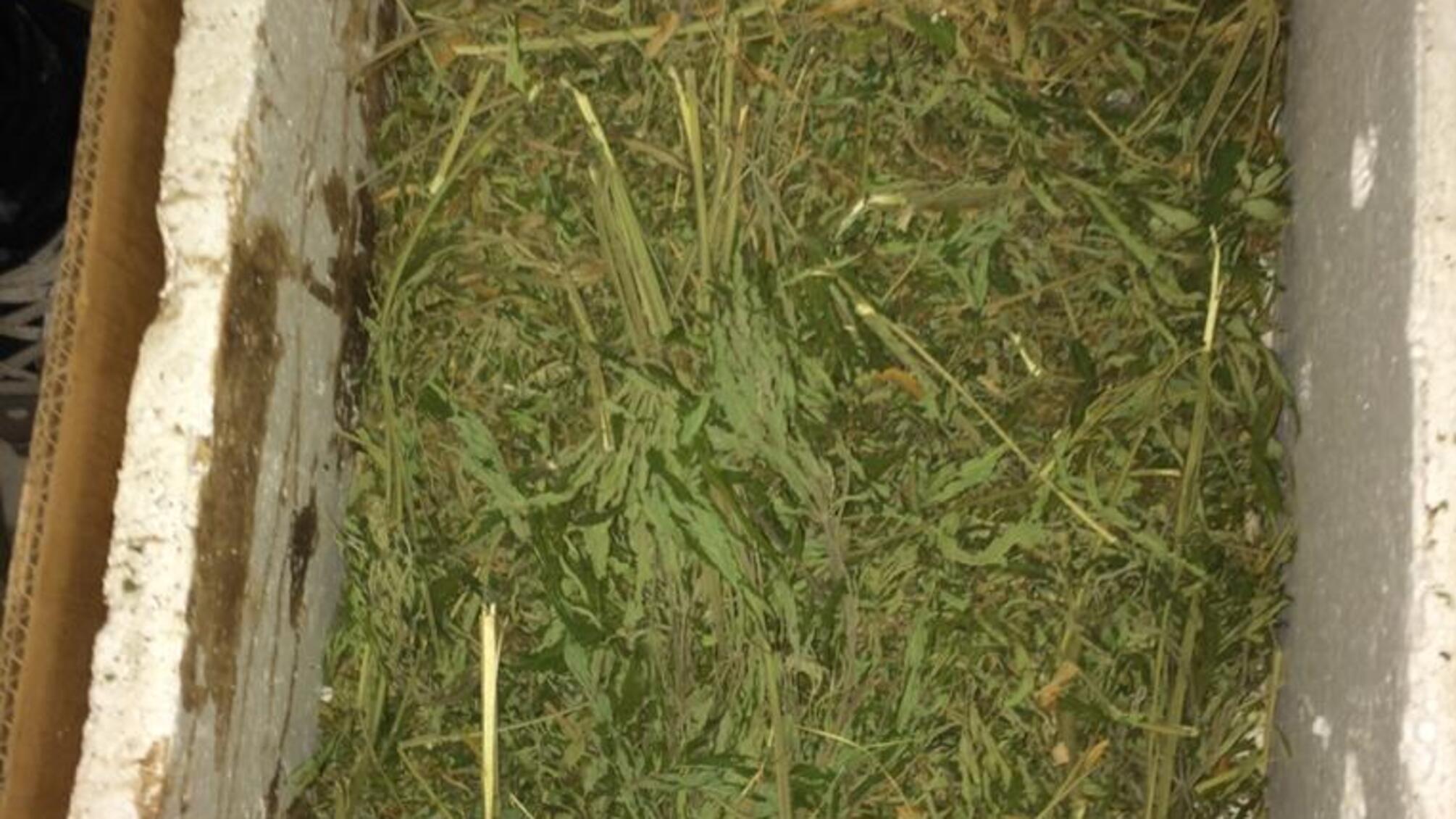 Правоохоронці викрили жителів Болградського району у наркозлочинах та незаконному зберіганні зброї