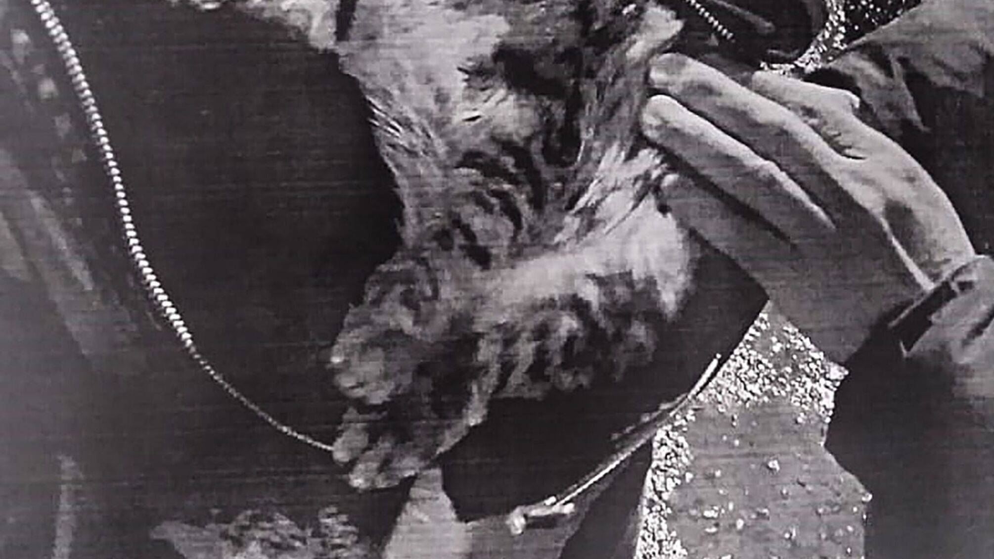 На Запоріжжі за зверненнями зоозахисників поліція відкрила кримінальне провадження