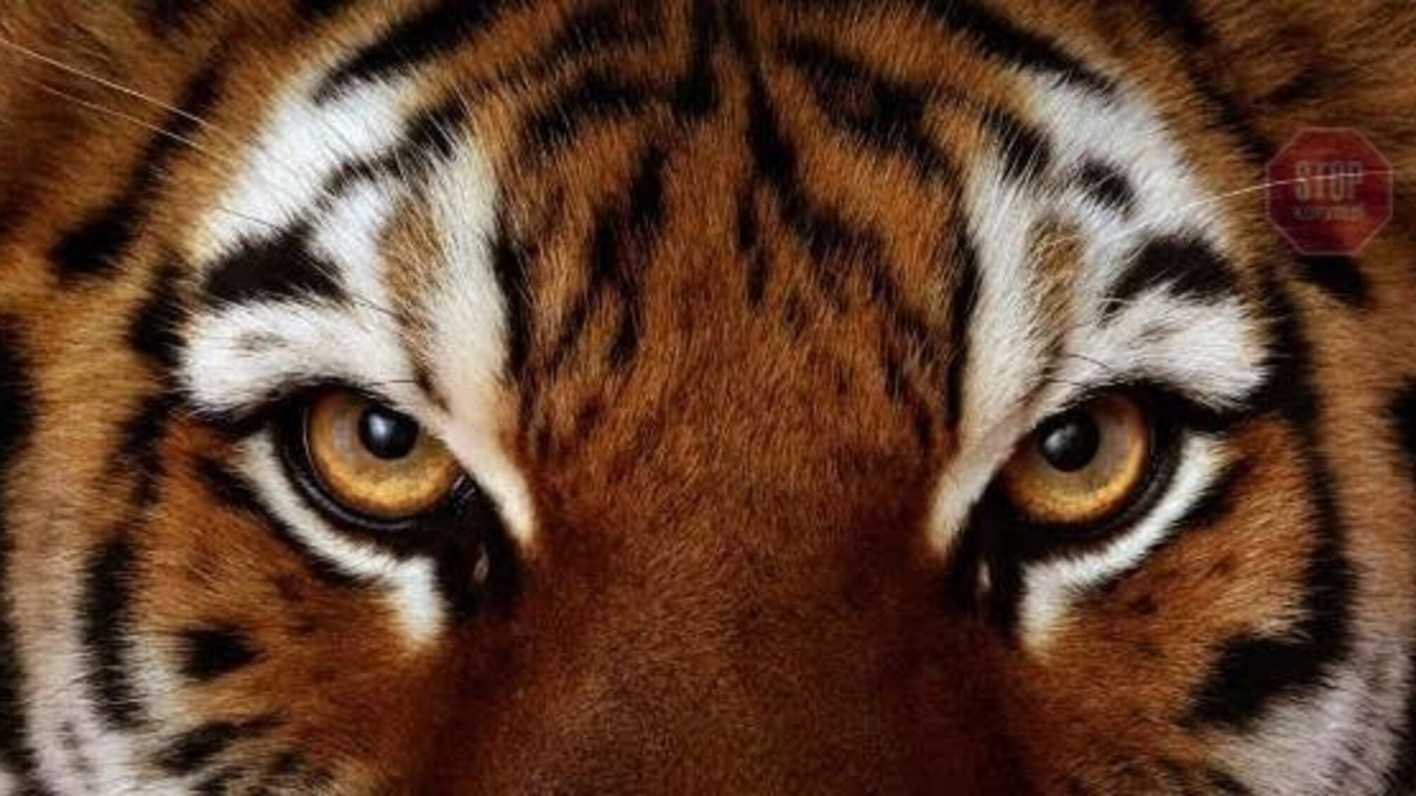 На Черниговщине тигр насмерть загрыз работника приватного зоопарка
