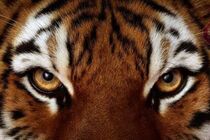 На Черниговщине тигр насмерть загрыз работника приватного зоопарка