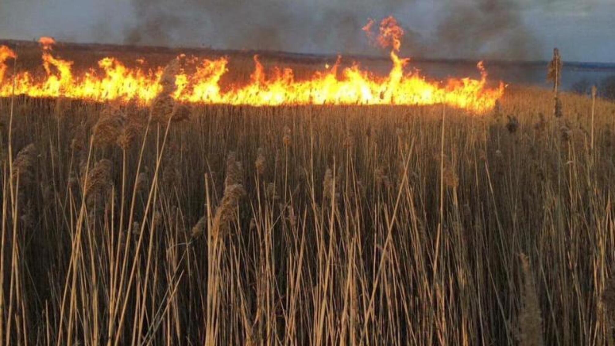 Львівська область: за добу, що минула вогнеборці ліквідували 8 пожеж сухої трави