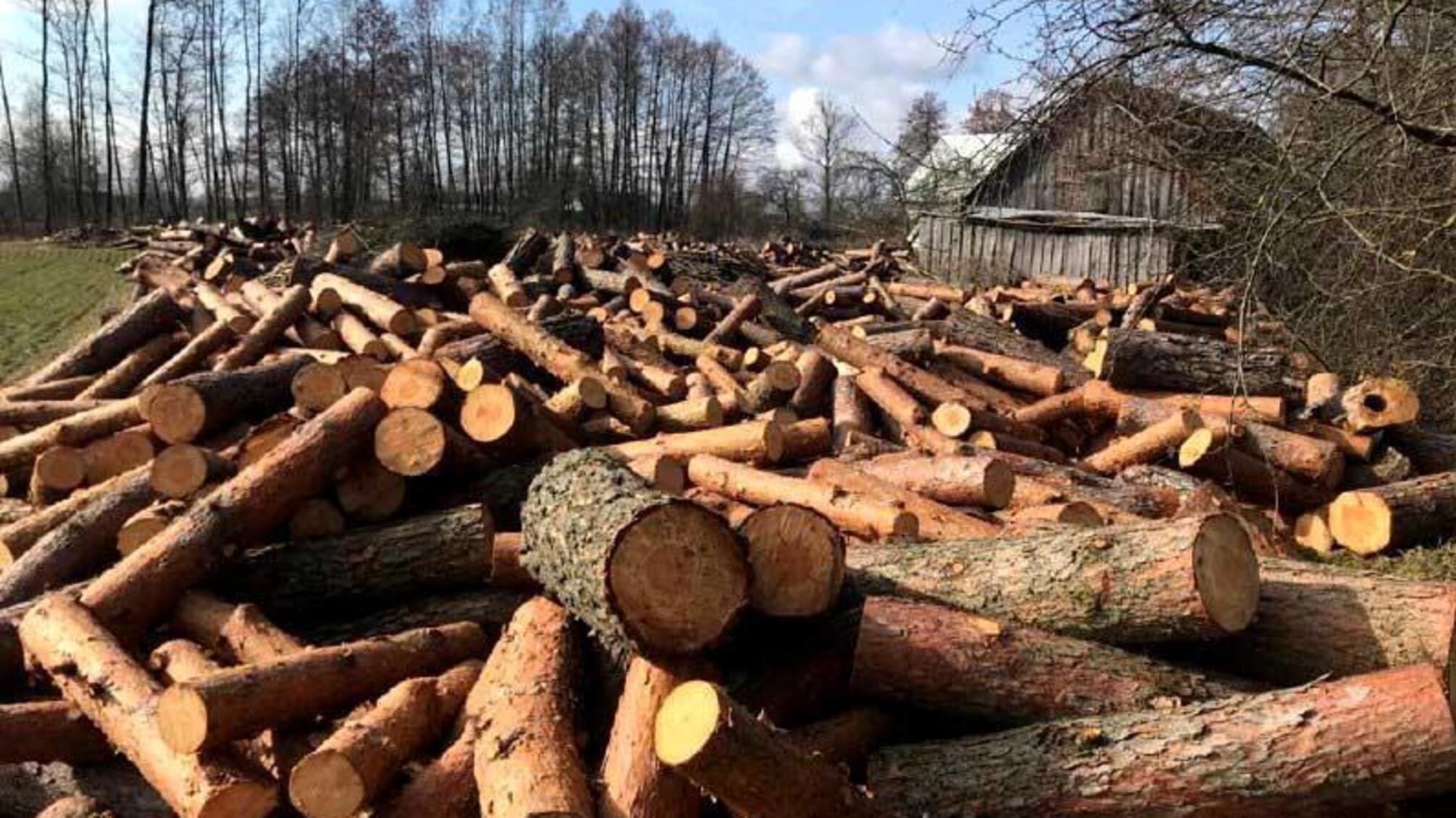 Майже 200 кубометрів деревини без відповідних документів виявили поліцейські на Рівненщині