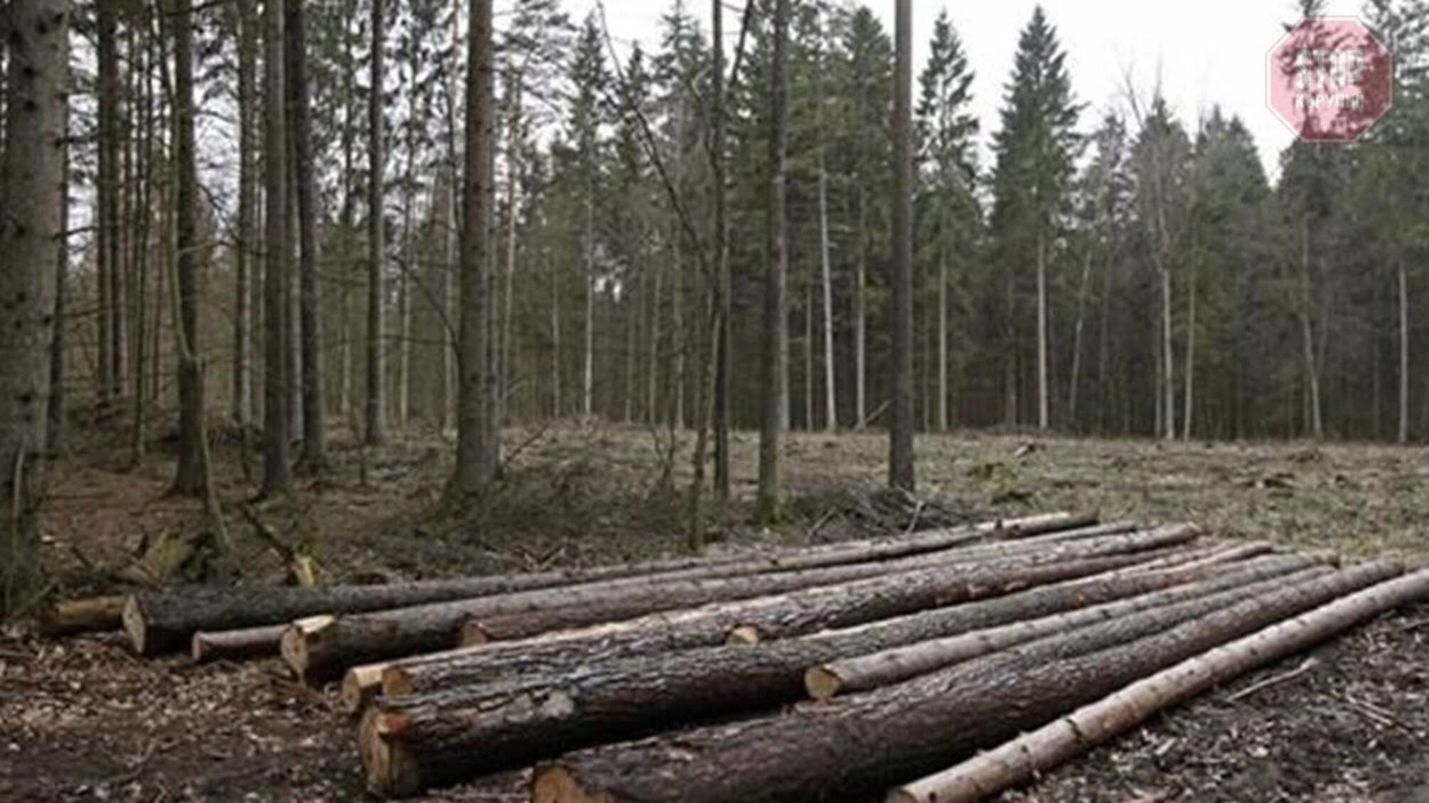 В Луганской области вырубили почти 10 тысяч заповедных сосен, древесину отгружали на оккупированные территории