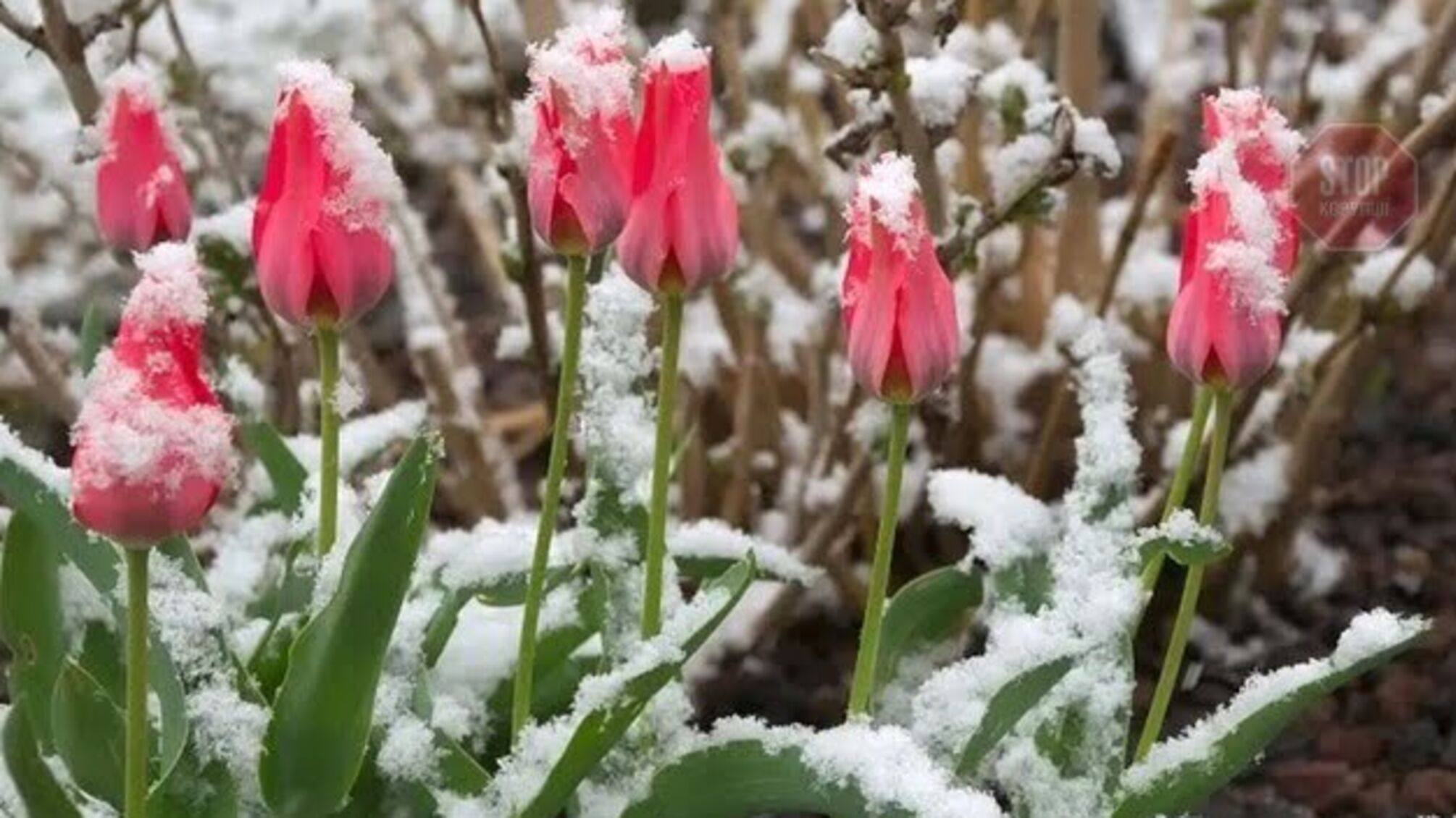 8 березня - Міжнародний жіночий день: історія свята, прикмети та день ангела