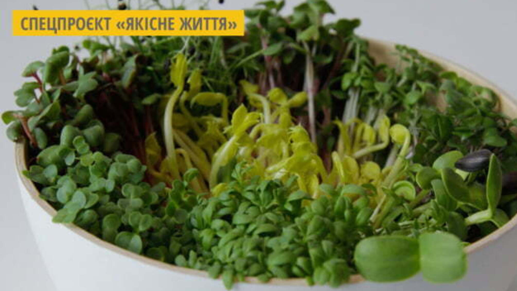 Івано-Франківський фермер пропонує розпочати весну з 50 грамів мікрозелені