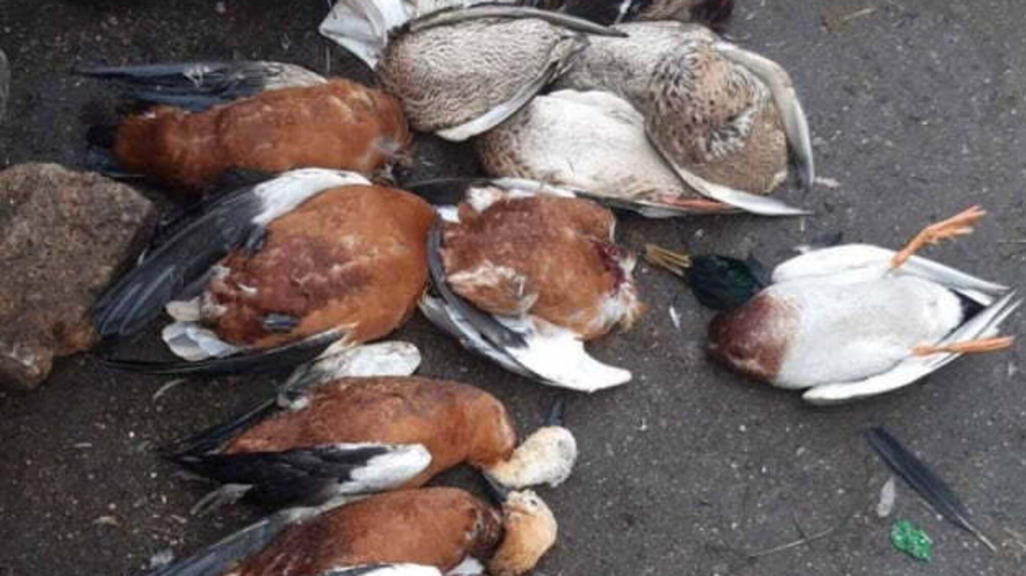 В «Асканії-Новій» за тиждень загинули майже 370 перелітних птахів