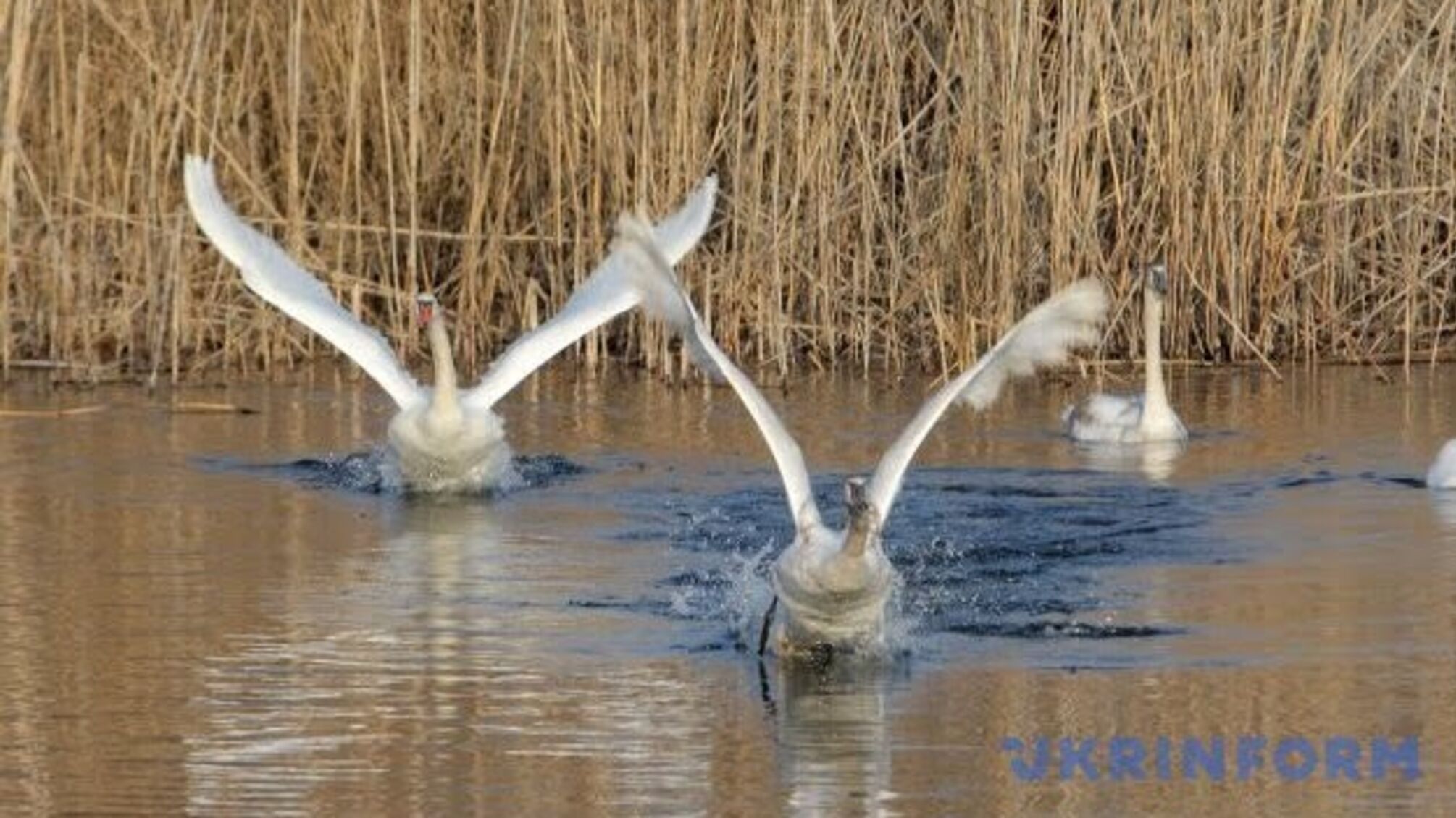 На Херсонщині через загиблих від пташиного грипу лебедів ввели карантинні обмеження