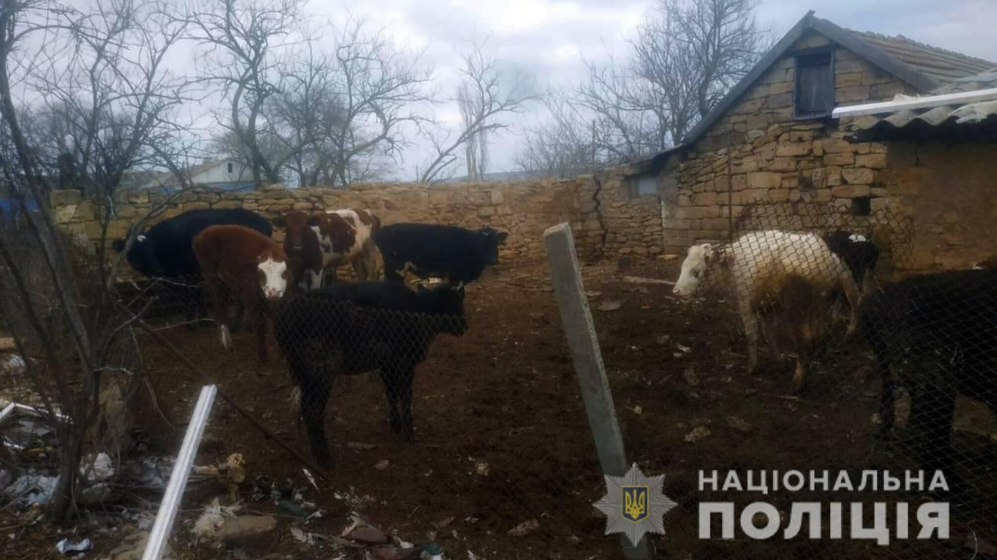 На Одещині поліцейські притягнули до адміністративної відповідальності 39-річного чоловіка за жорстоке поводження з тваринами