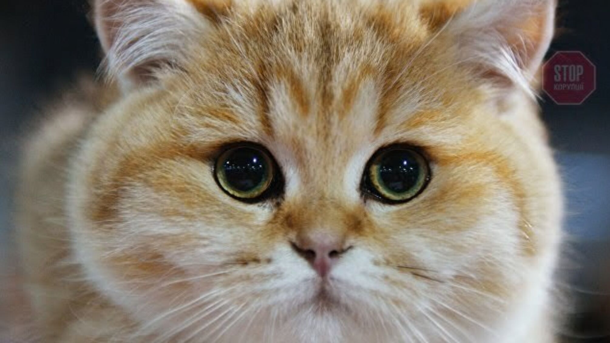 Новини Херсона: котів визнали частиною екосистеми