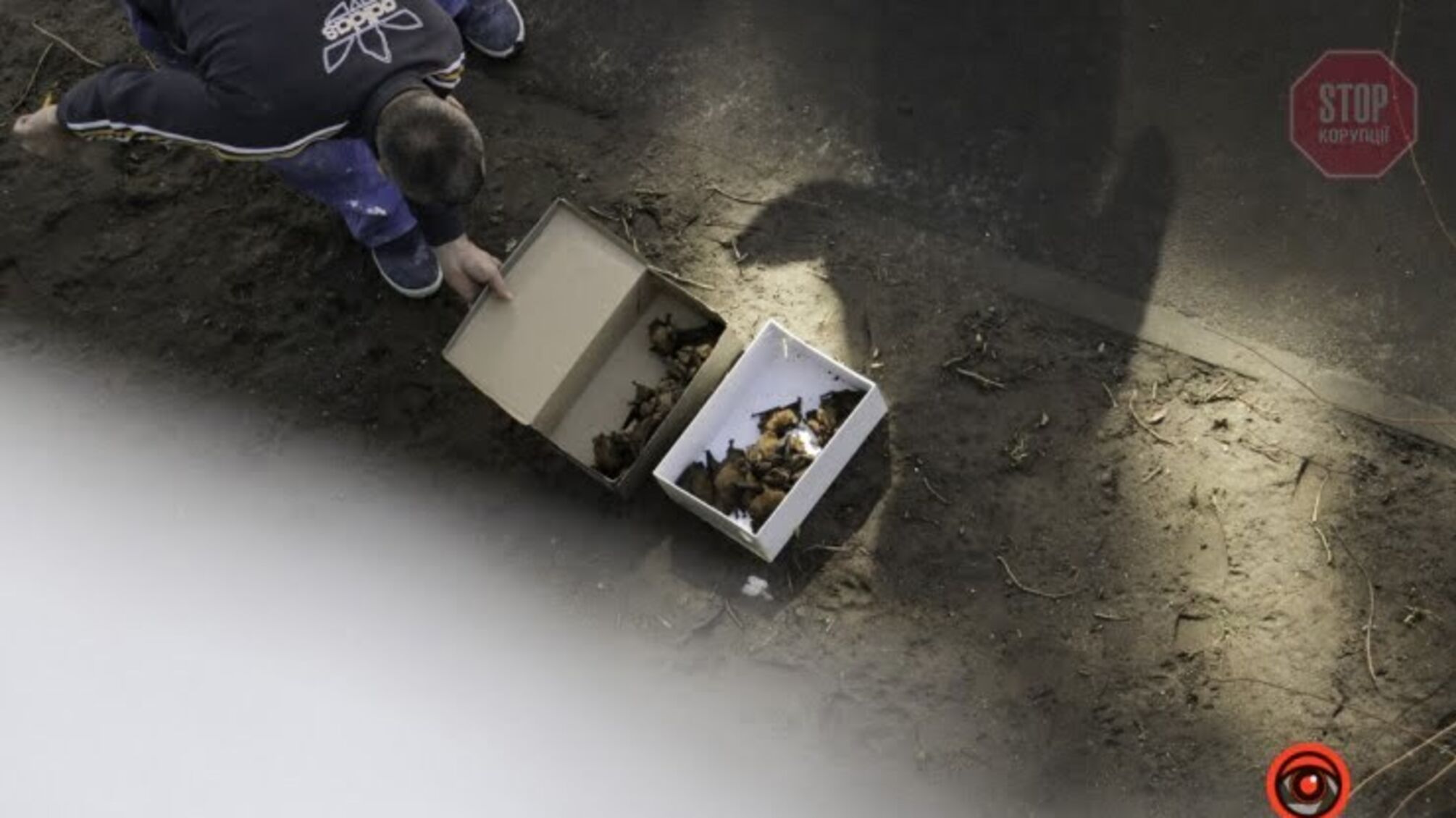 Новости Днепра: мужчина выбрасывал с балкона краснокнижных животных