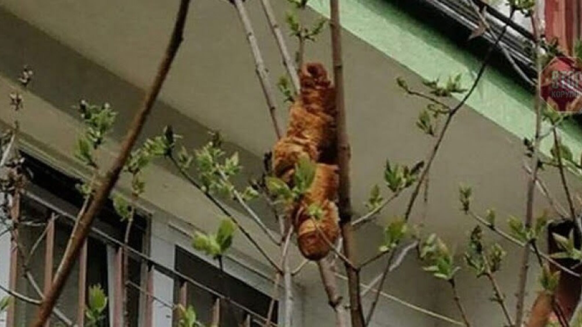 У Кракові круасан на дереві два дні лякав місцевих мешканців (фото)