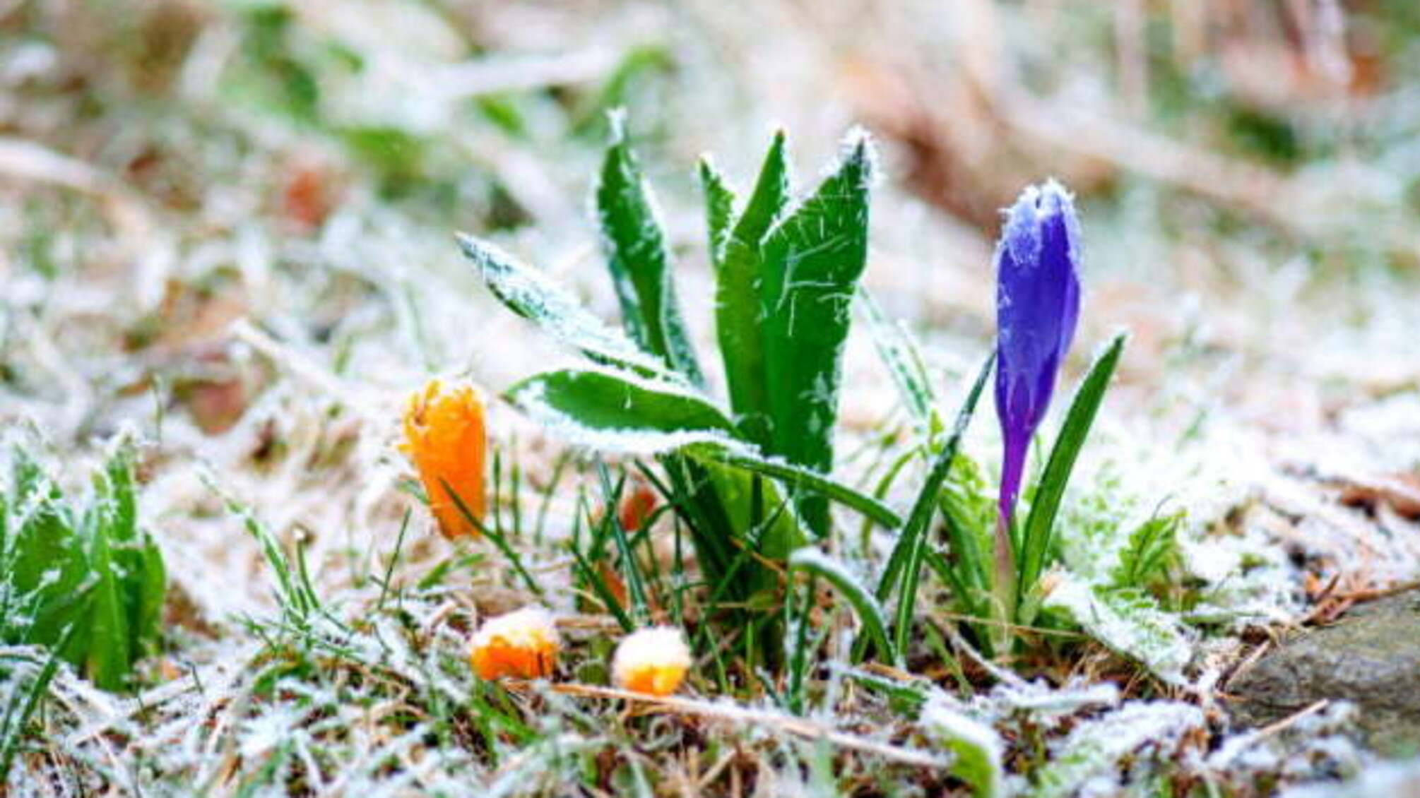 Рятувальники попереджають про заморозки в Україні