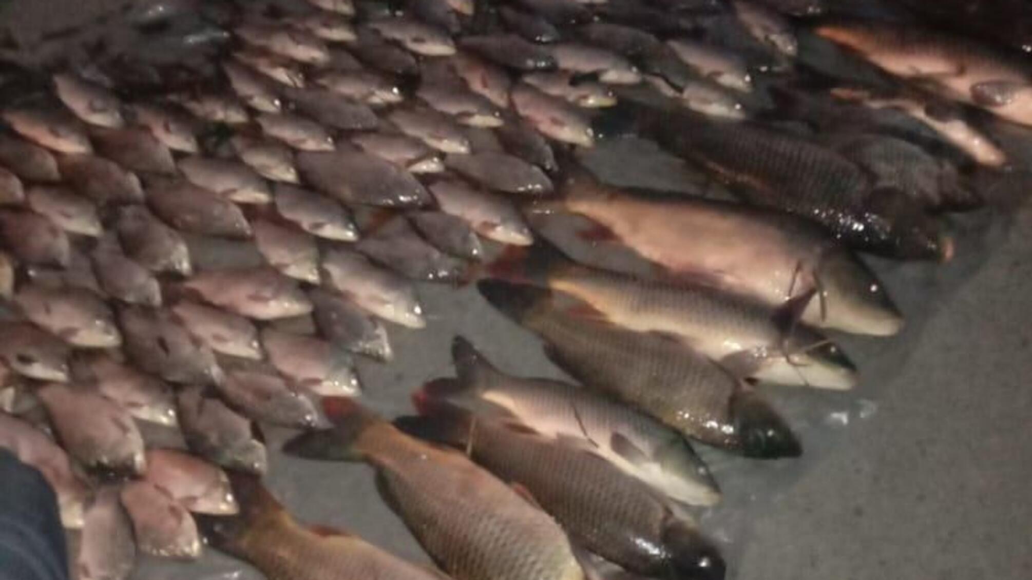 Працівники водної поліції затримали трьох браконьєрів, які за допомогою незаконних знарядь виловили близько 70 кг риби