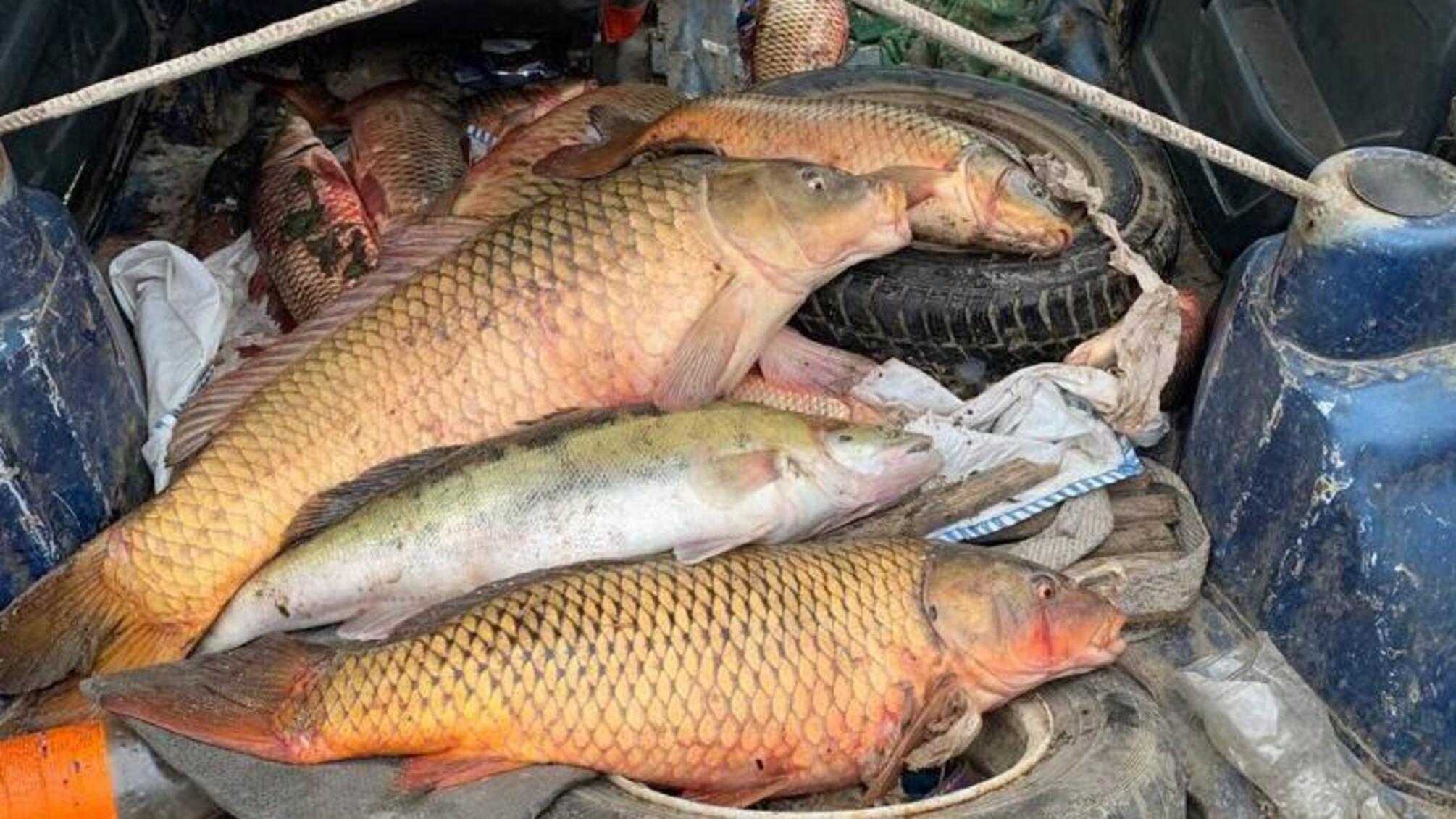На Дністровському лимані водна поліція затримала трьох браконьєрів