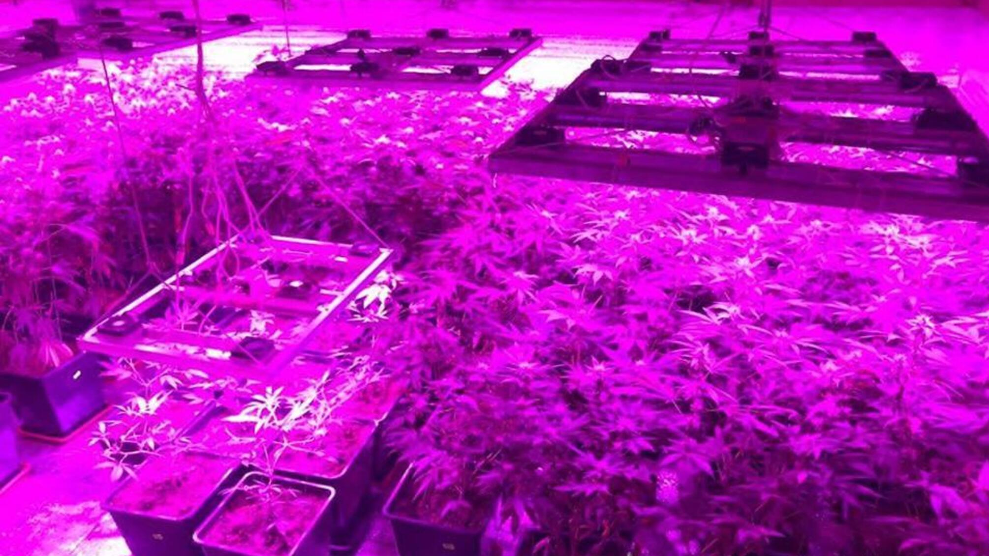 На Запоріжжі поліцейські затримали наркоділка, який обладнав теплицю для вирощування відбірних конопель