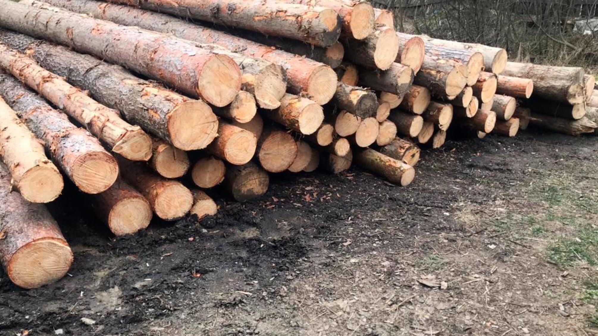 Поліцейські Буковини викрили незаконне вирубування дерев цінних порід