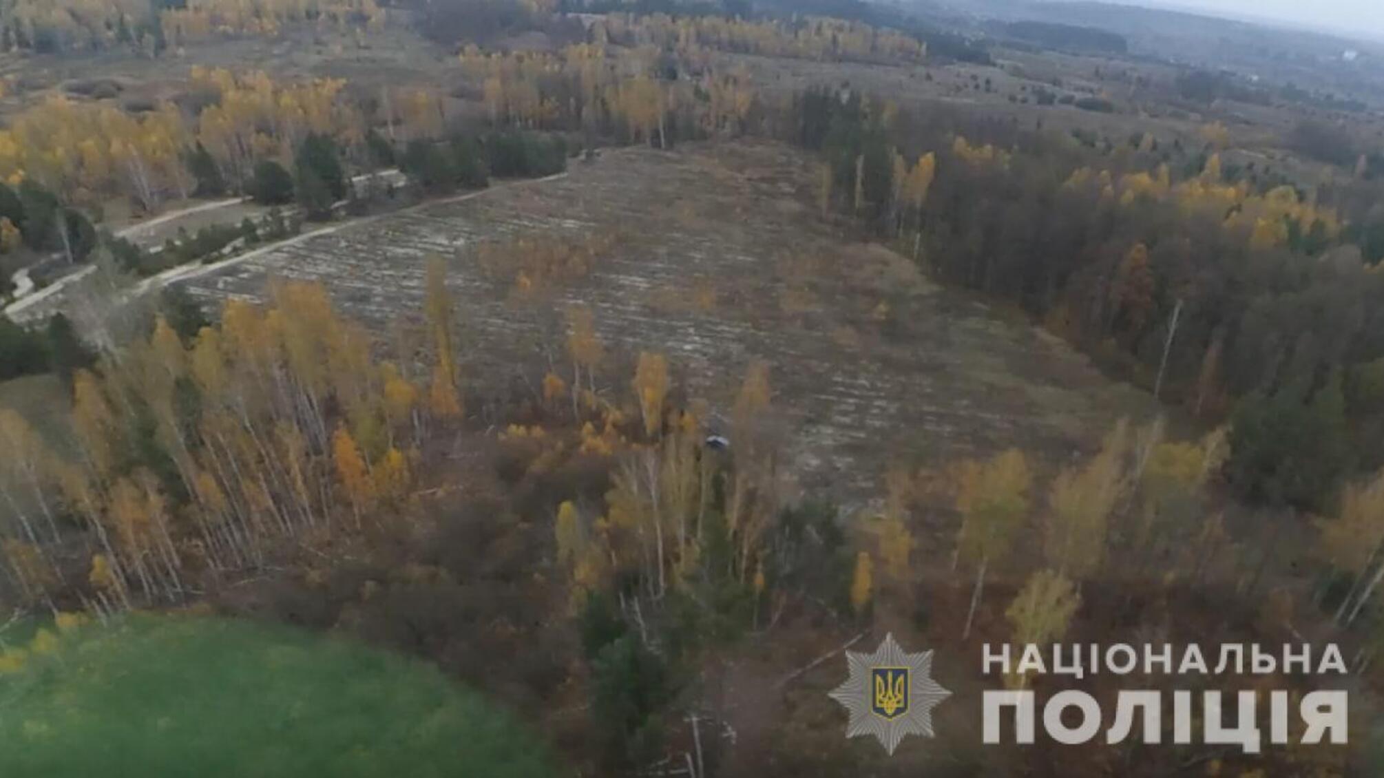 Правоохоронці оголосили підозру чотирьом посадовцям за незаконну порубку лісу на Київщині