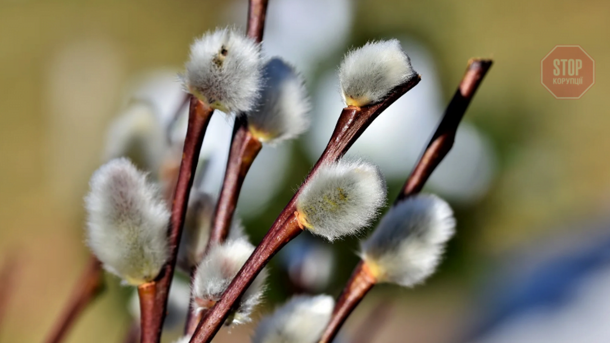 Сьогодні православні святкують Вербну неділю