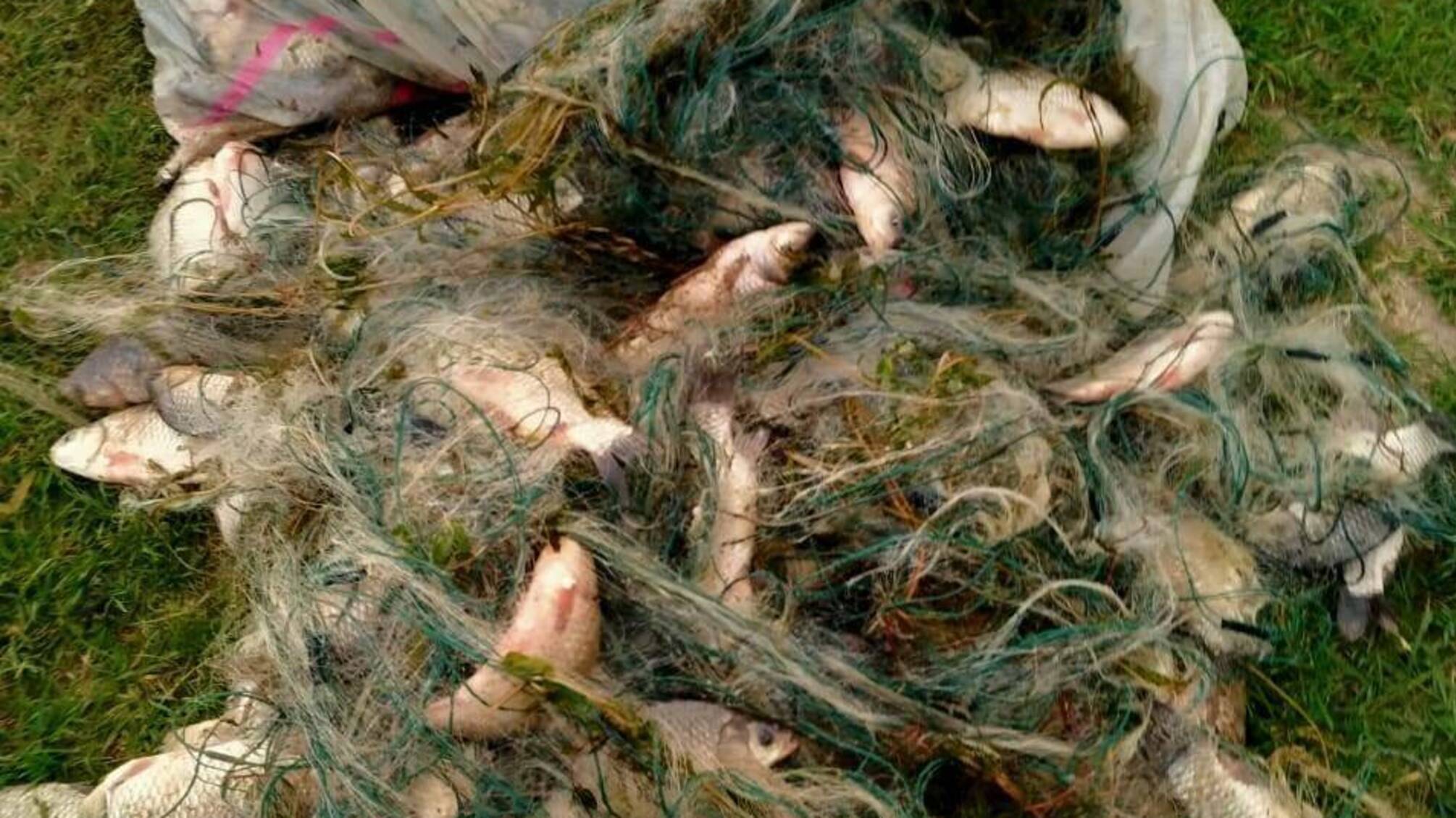 Правоохоронці Болграда притягують до відповідальності двох місцевих жителів за незаконний вилов водних ресурсів