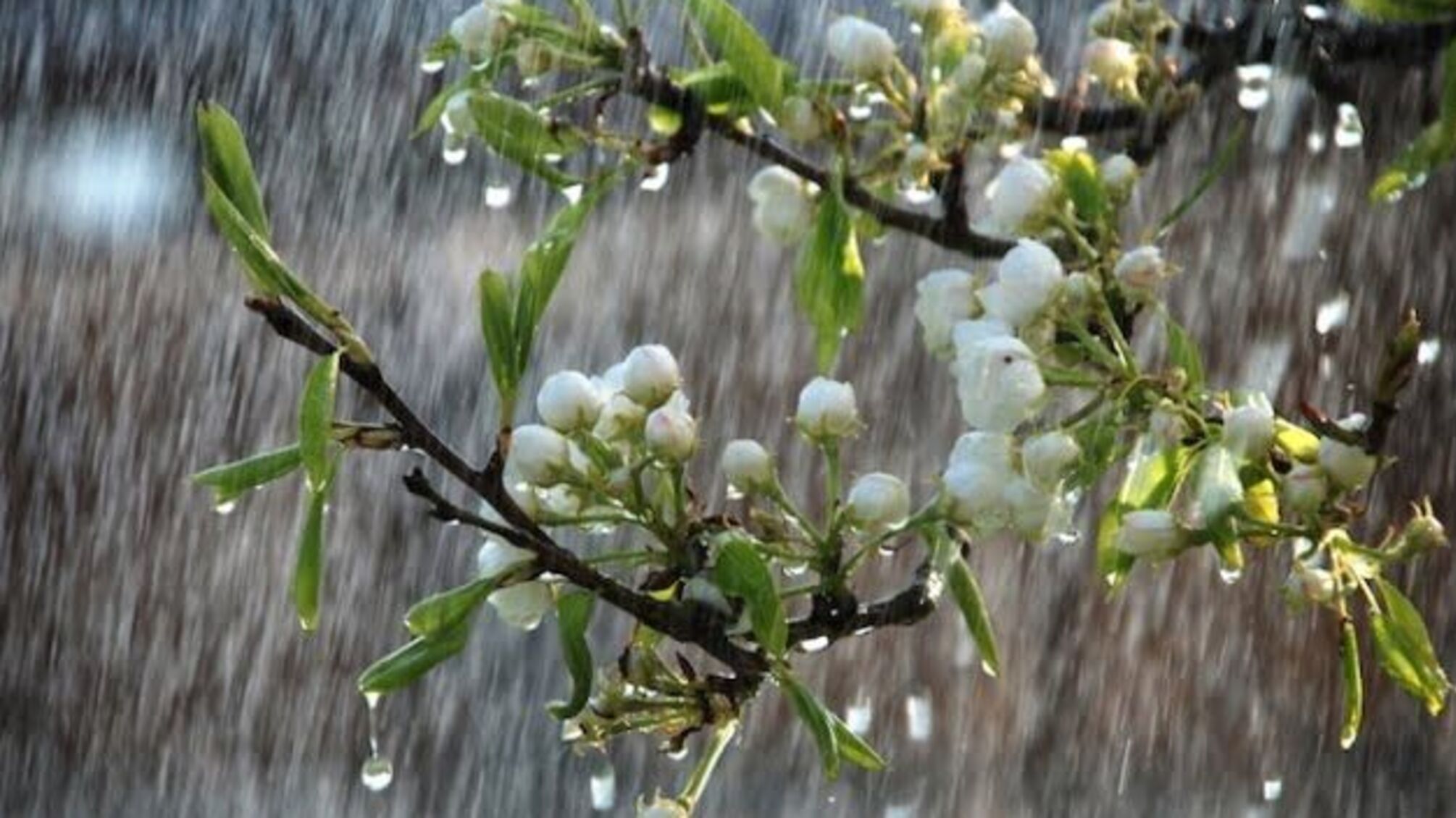 Україні прогнозують дощі на заході та півночі, вдень до +27°