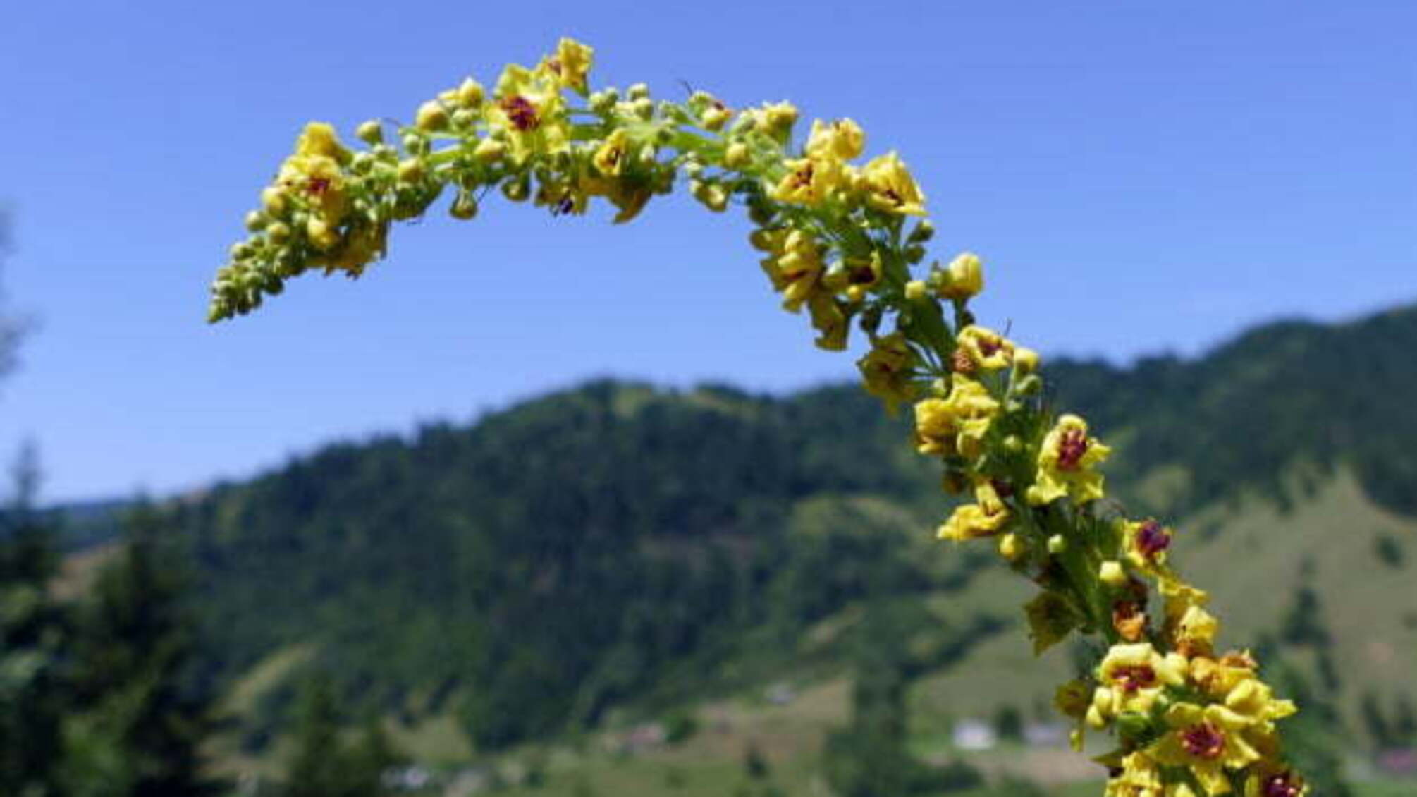 В Україну йде антициклон, який зупинить дощі у кількох регіонах