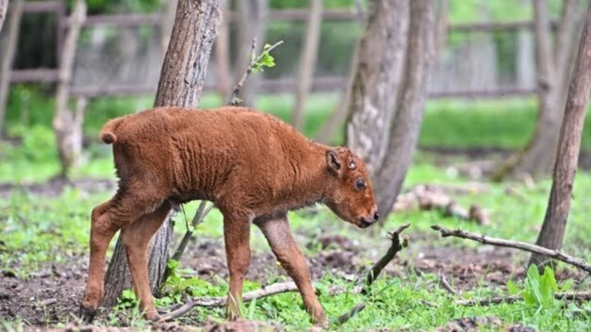 У харківському екопарку в родині бізонів з'явився первісток